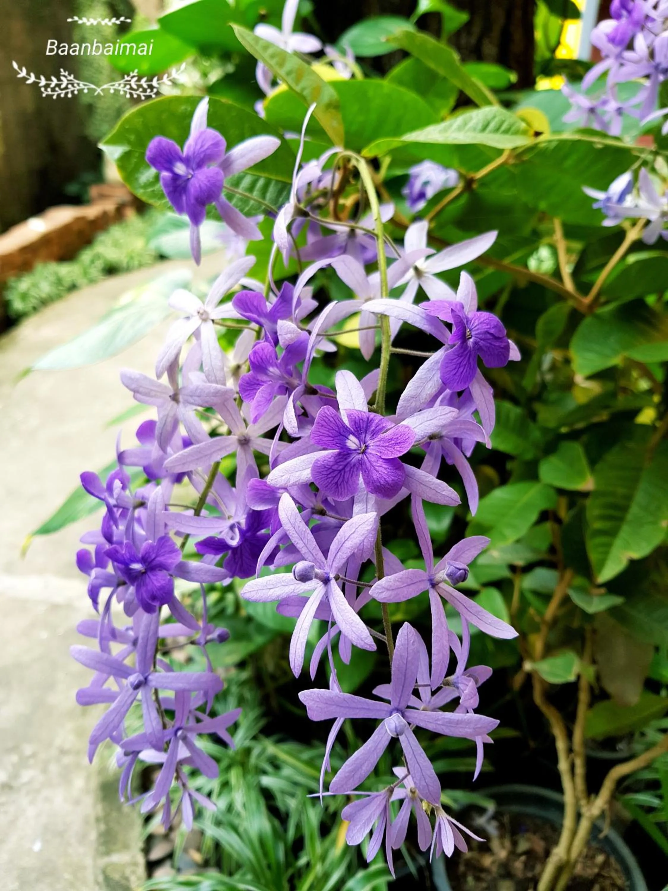 Garden view in Baan Baimai Boutique Room