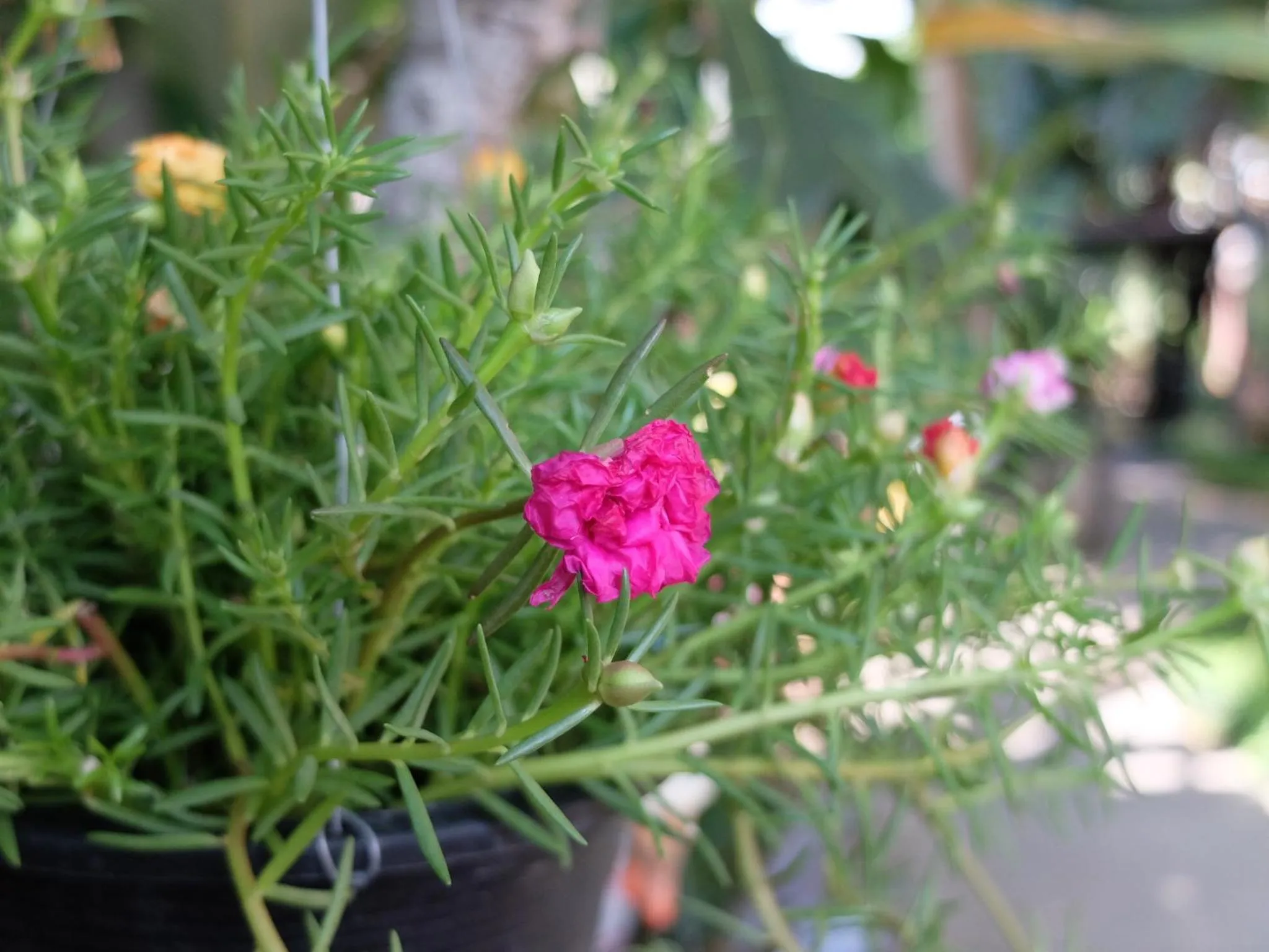 Baan Baimai Boutique Room