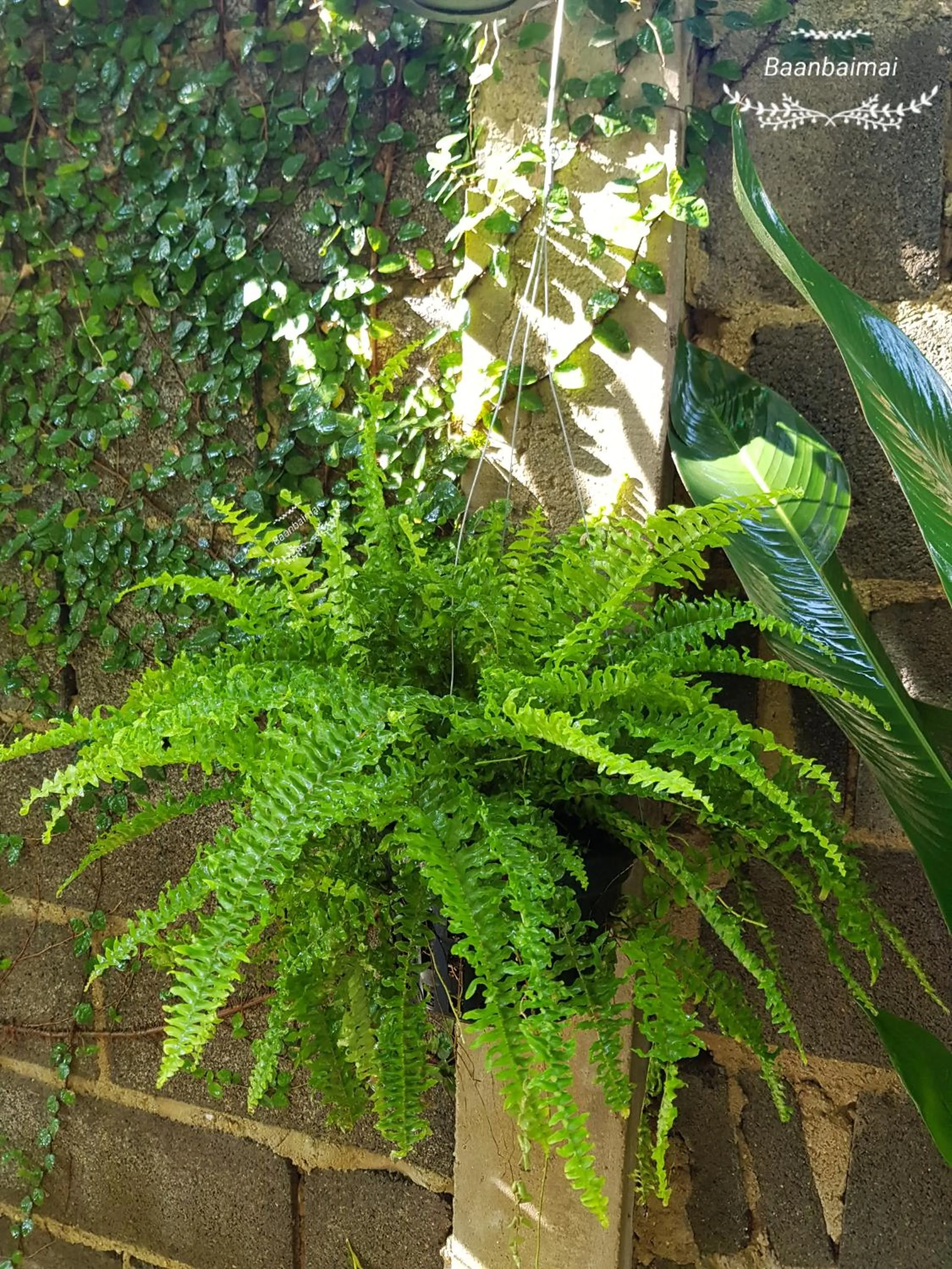 Baan Baimai Boutique Room