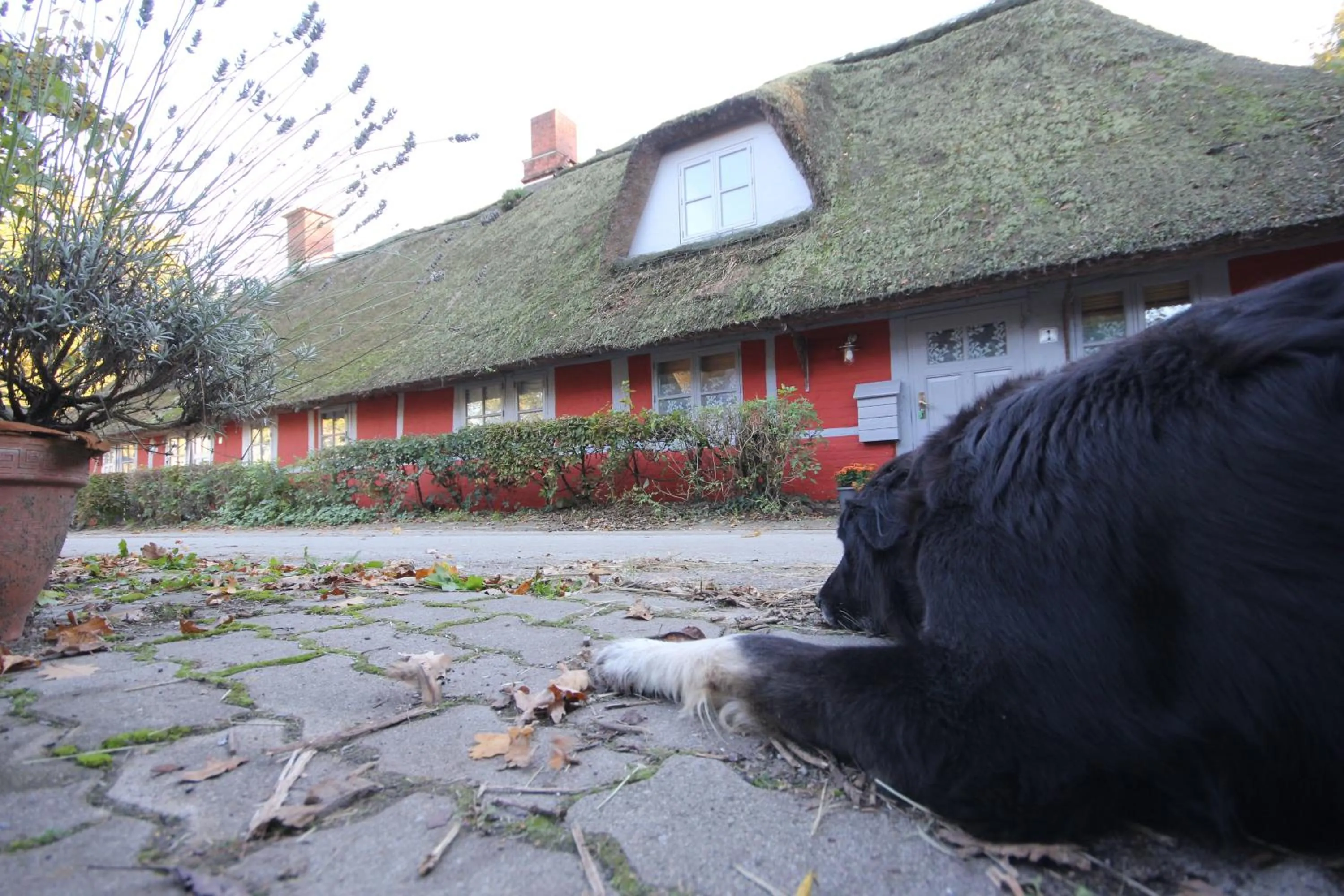 Pets in Wohnungen unter Reet