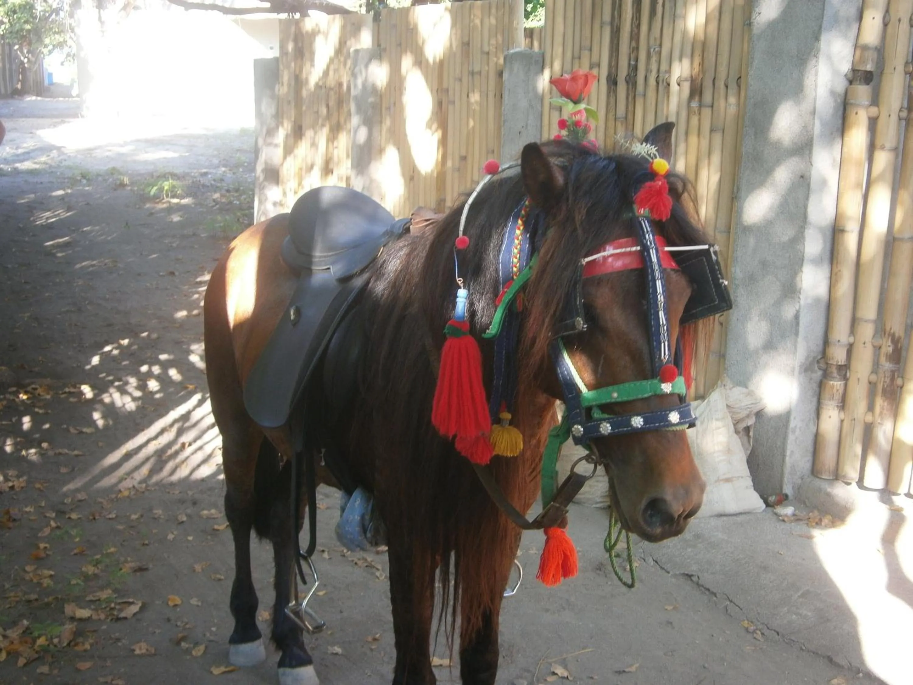 Horse-riding in Elephant House and Bungalows Gili Air