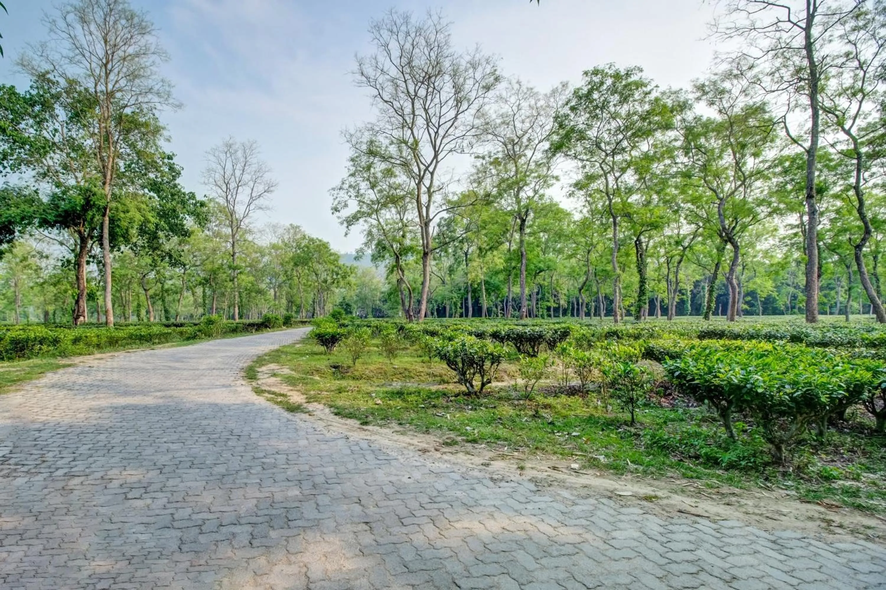 Nearby landmark in Hotel O Heritage Nest Resort Kazirnga