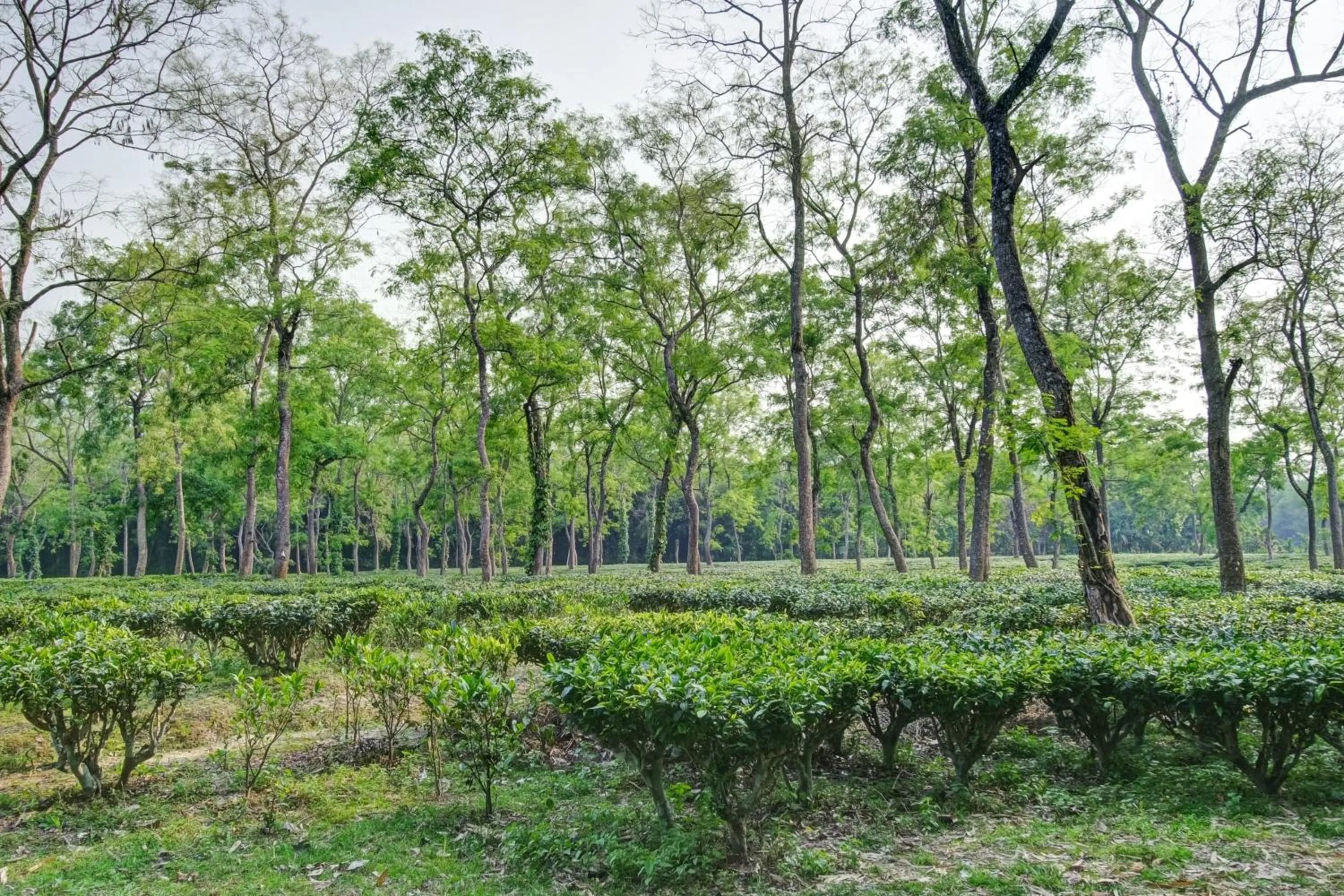 Nearby landmark in Hotel O Heritage Nest Resort Kazirnga