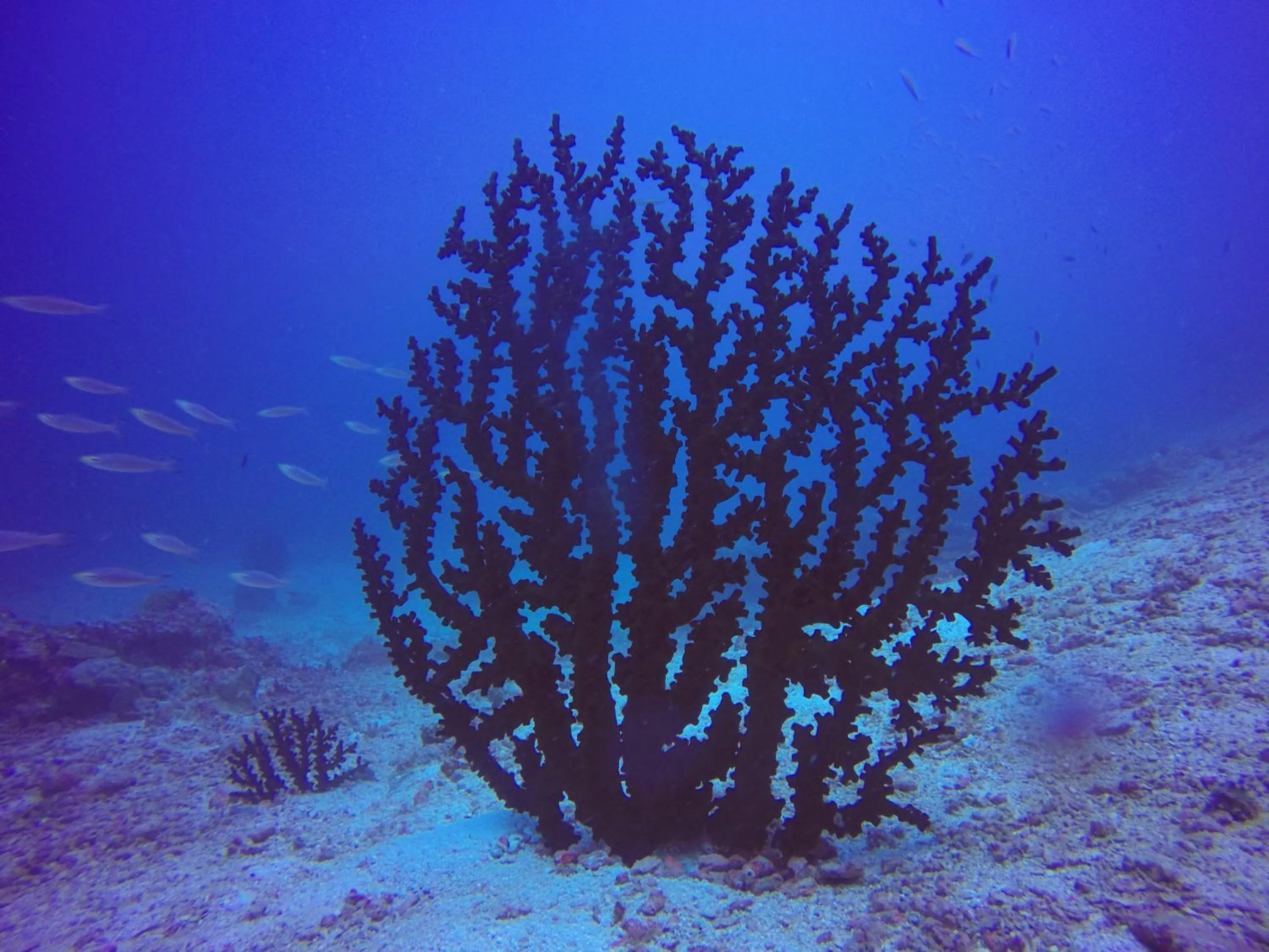 Diving in Plumeria Maldives