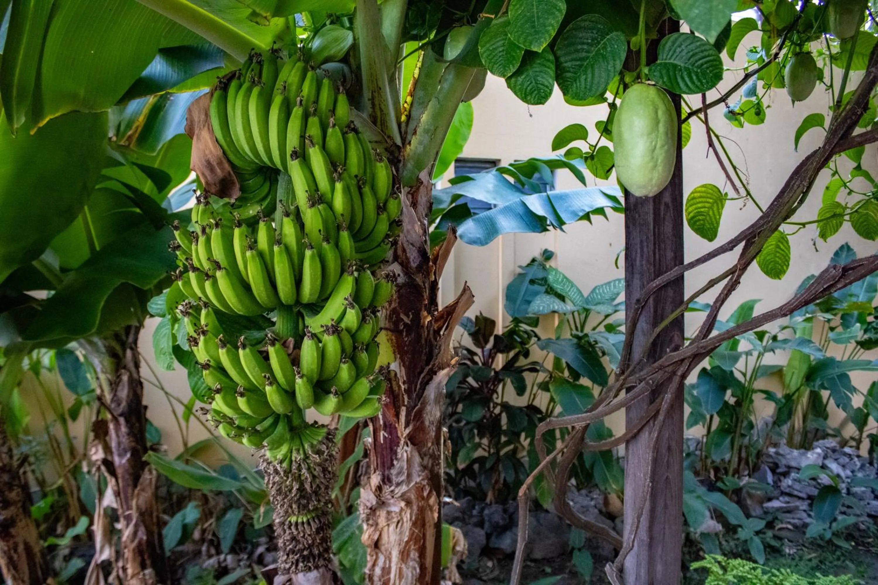 Garden in Volcano Hostal y Restaurante