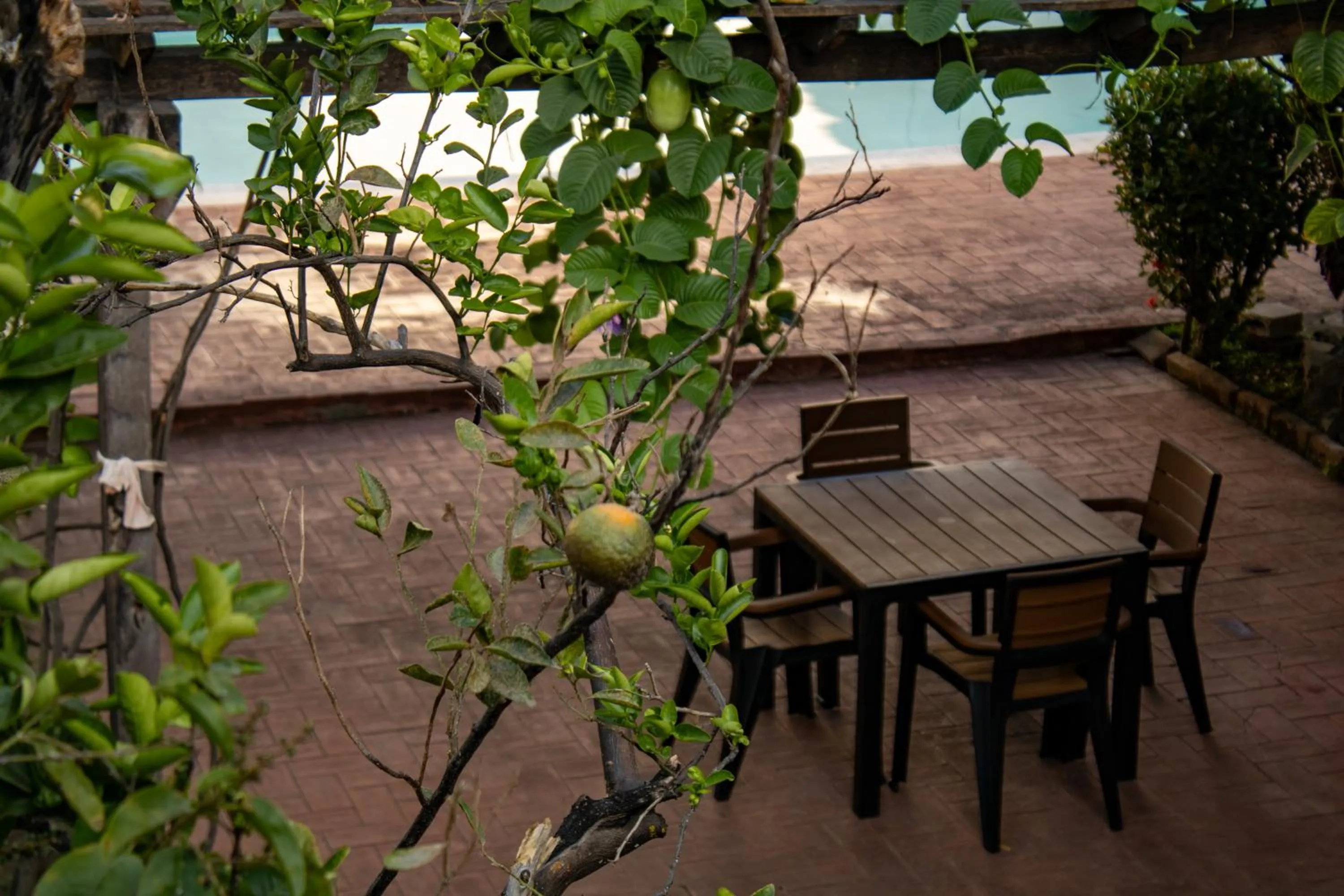 Garden in Volcano Hostal y Restaurante