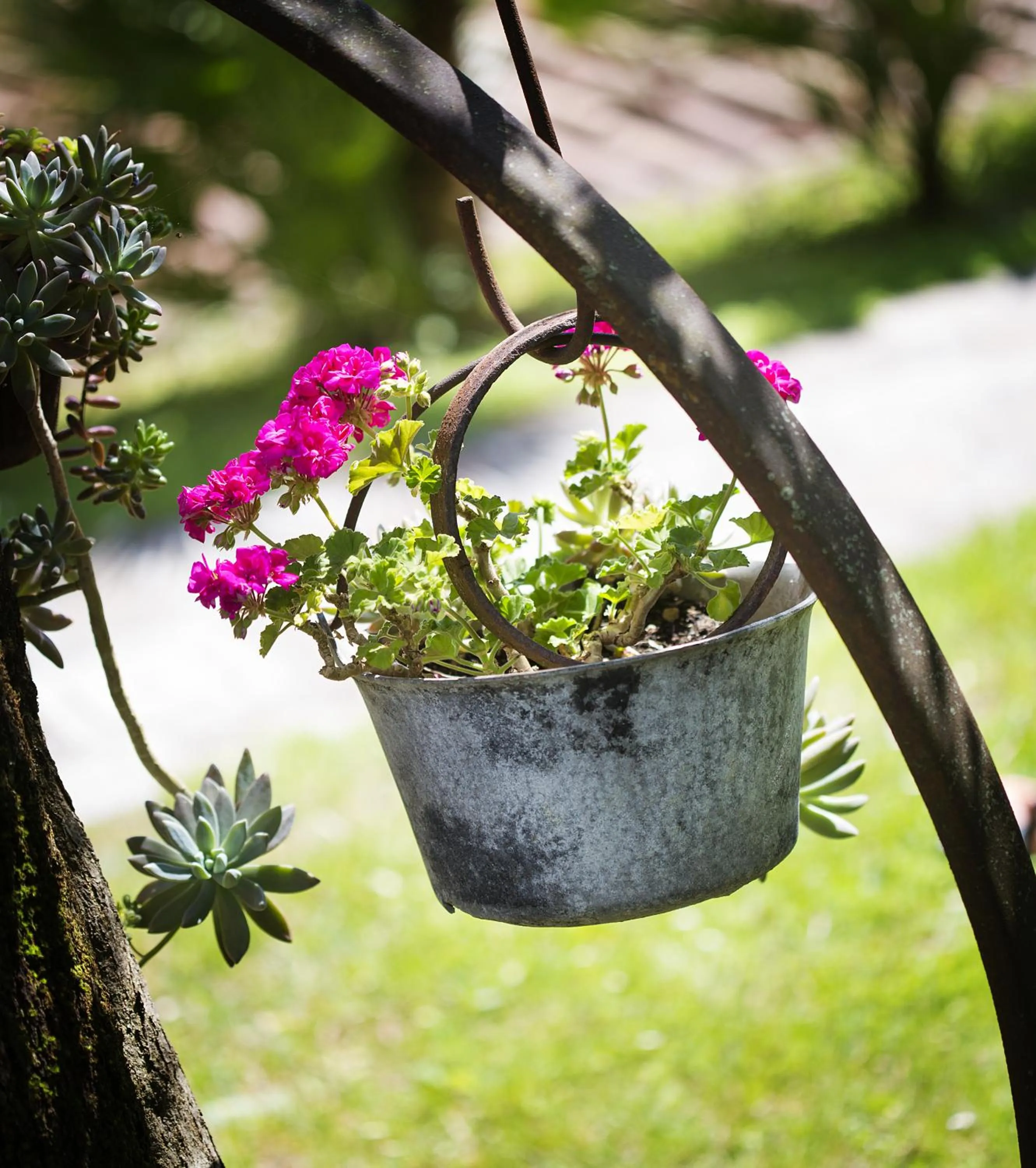 Garden in Hotel Livia