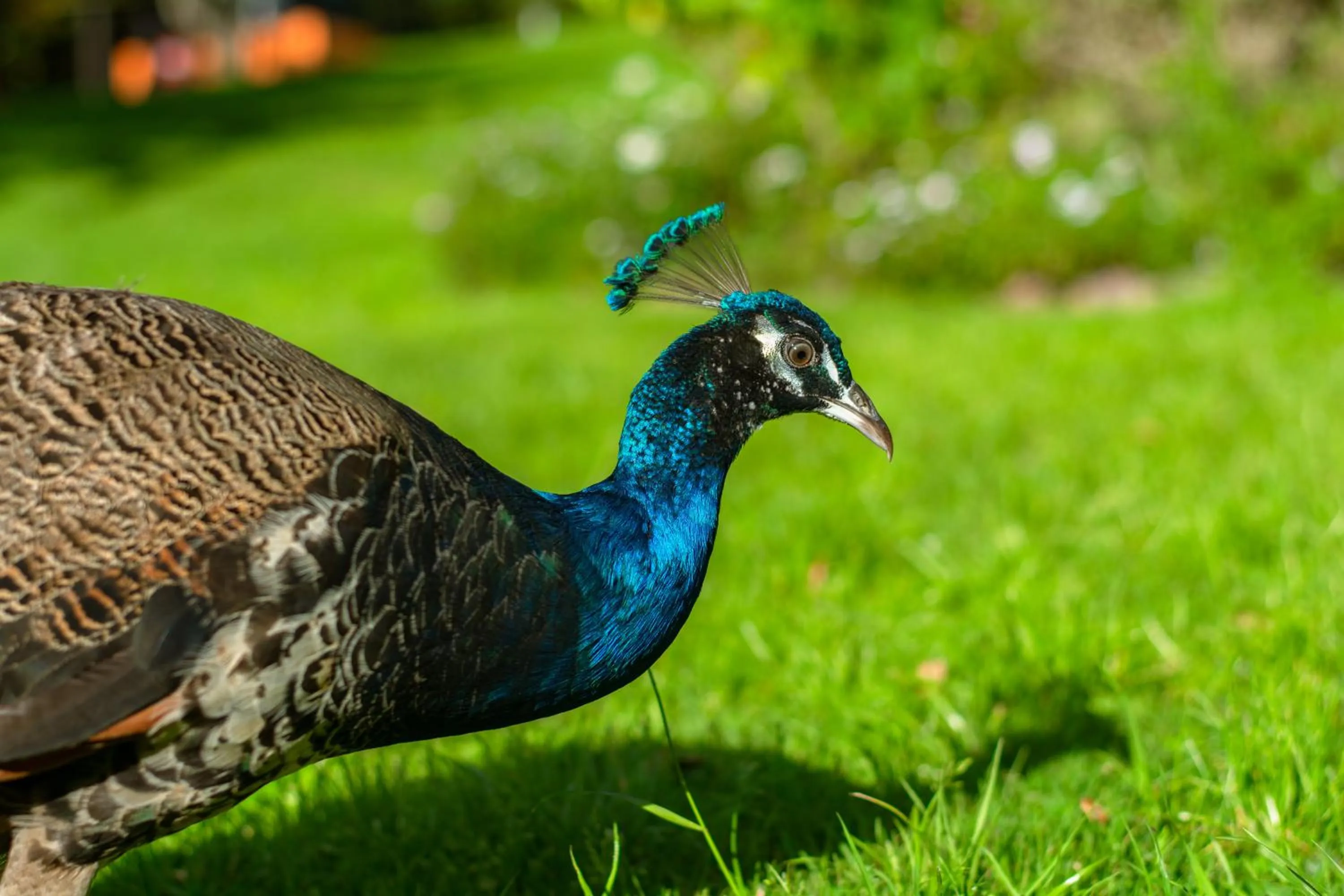 Animals in Posada la Serena