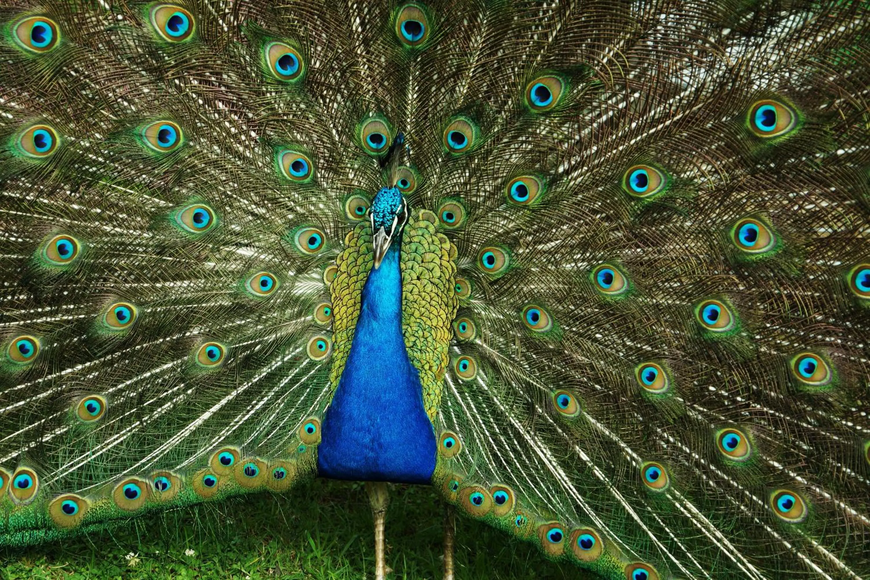 Animals in Posada la Serena