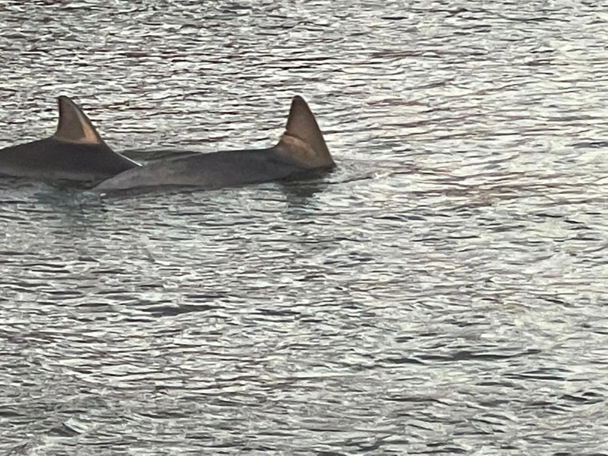 Animals in Riversleigh House