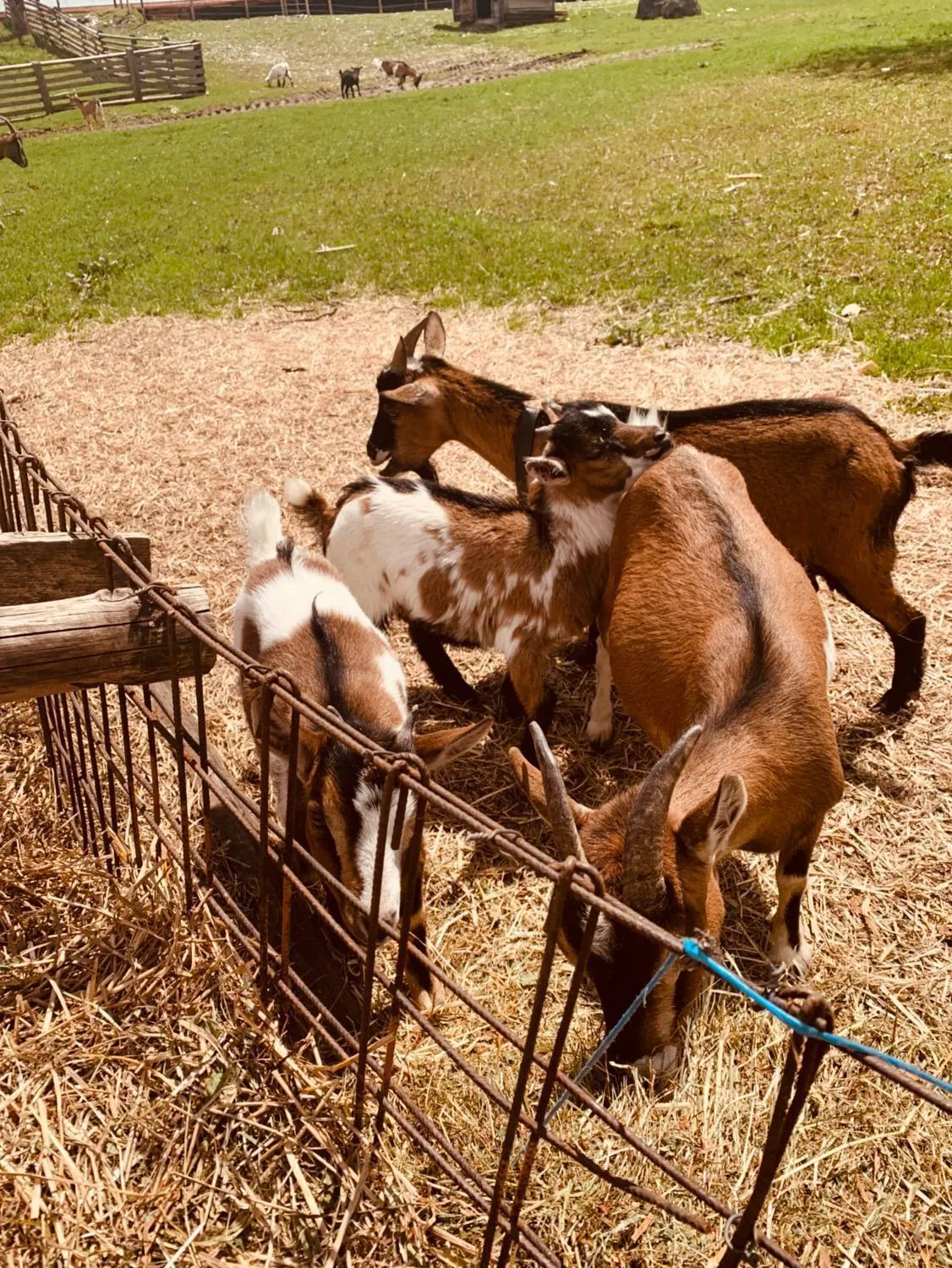 Animals in Das Naturhotel die Eng