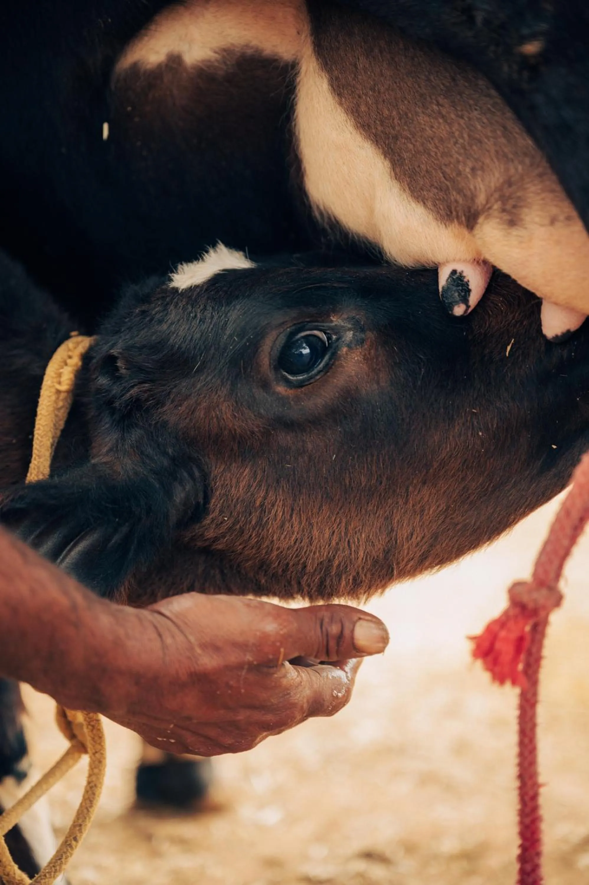 Animals in Anopura Jaipur