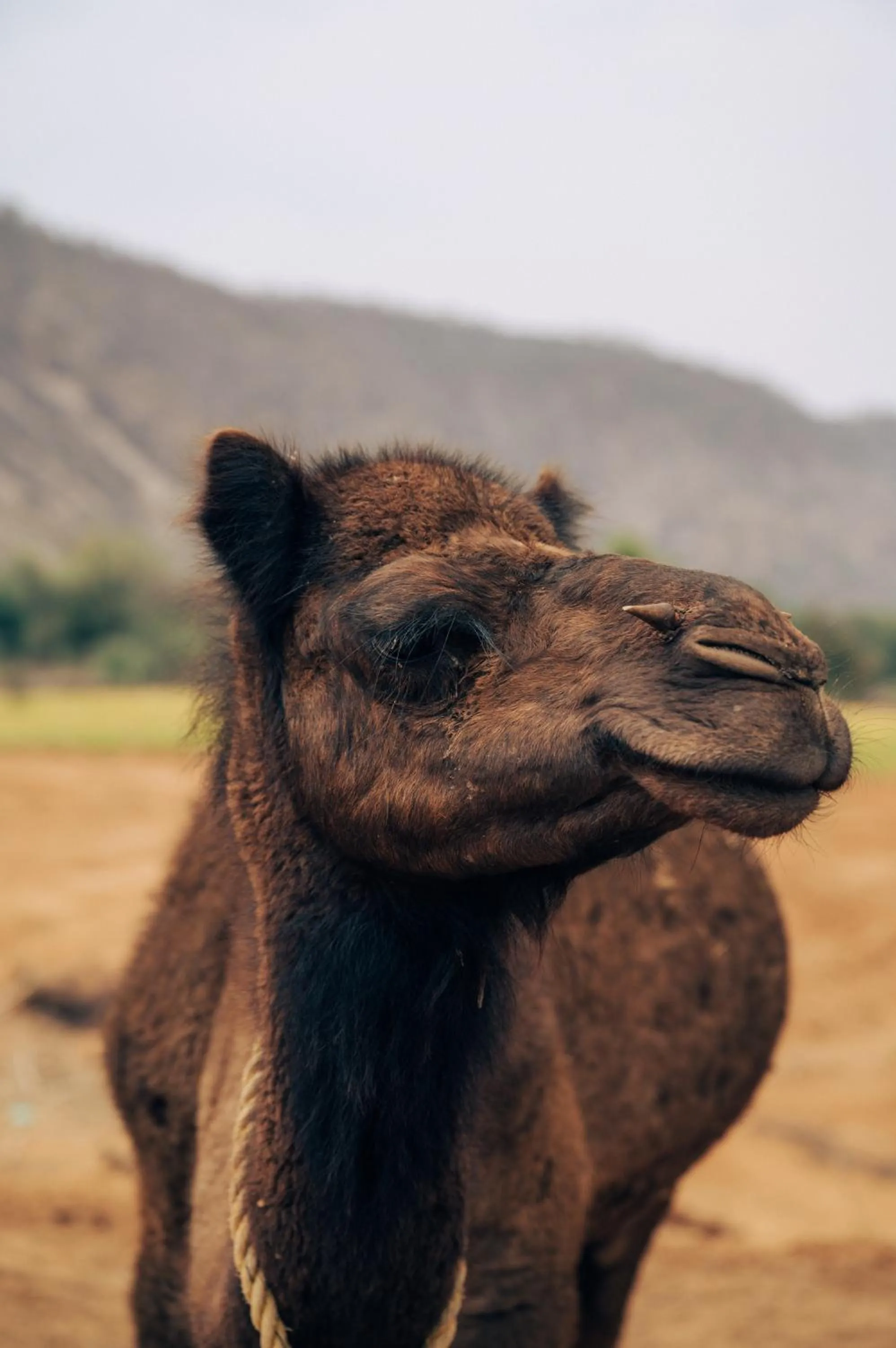 Entertainment in Anopura Jaipur
