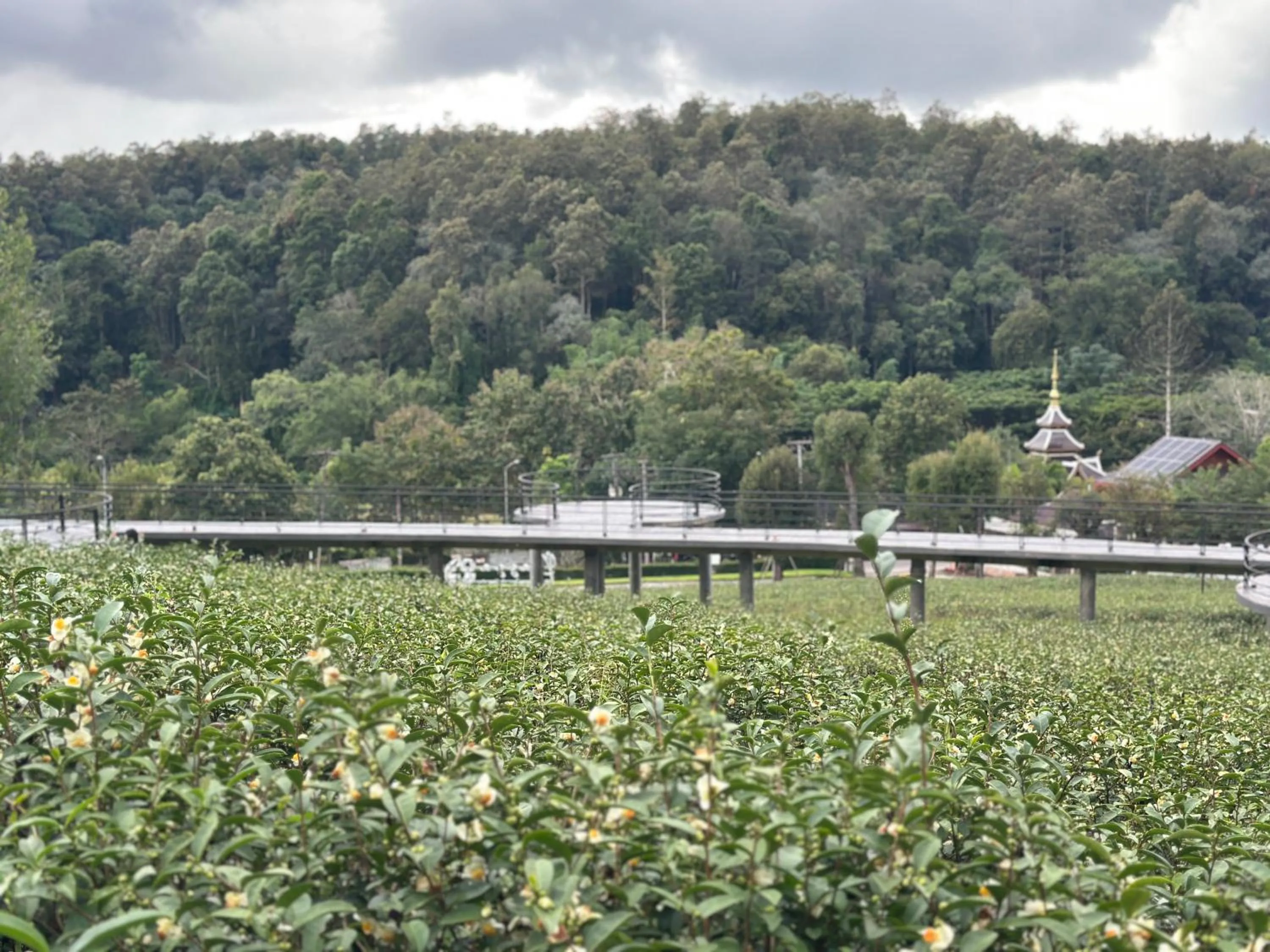 Natural landscape in PASSA ผัสสะ Tea Plantation @Mae On