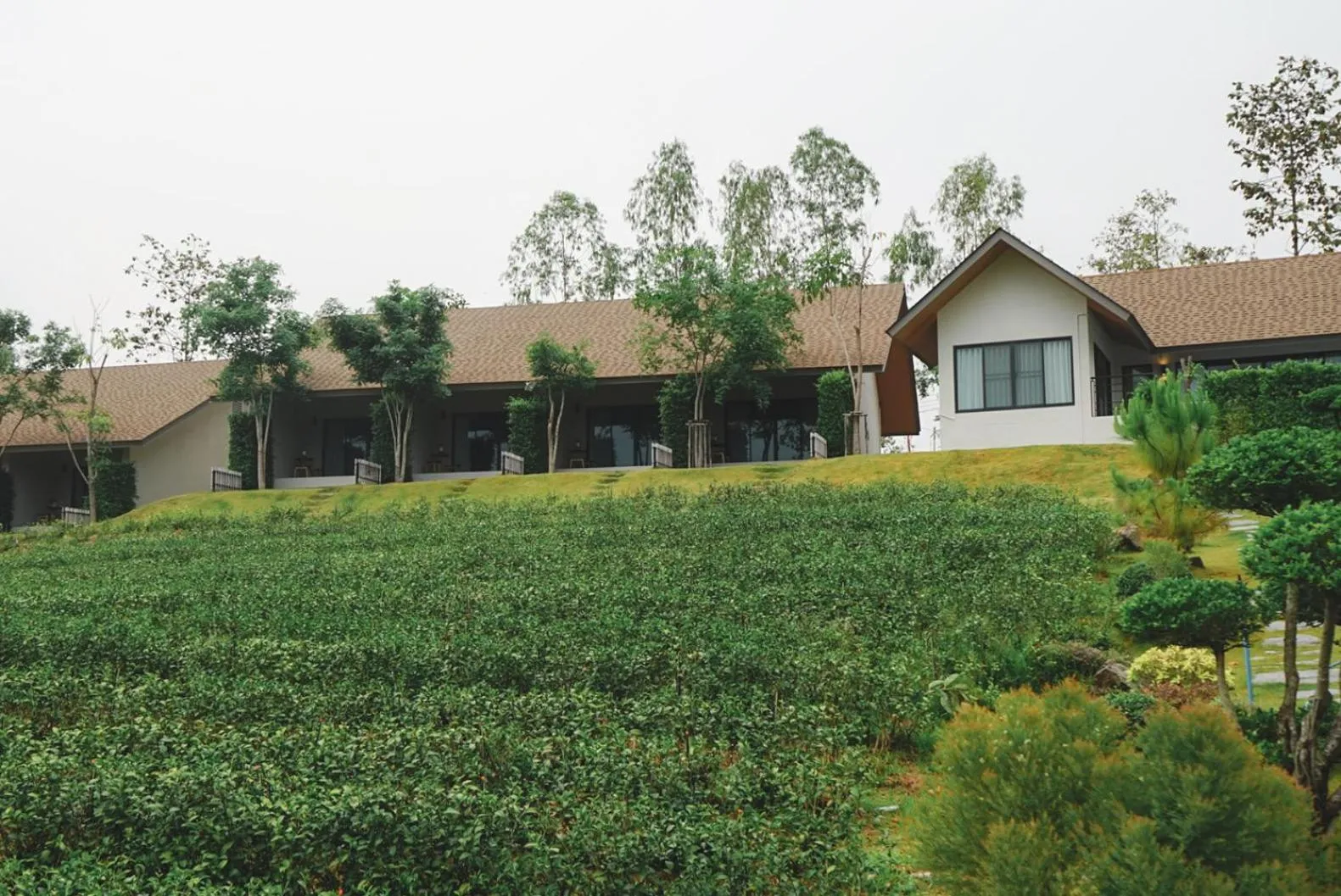 Natural landscape in PASSA ผัสสะ Tea Plantation @Mae On