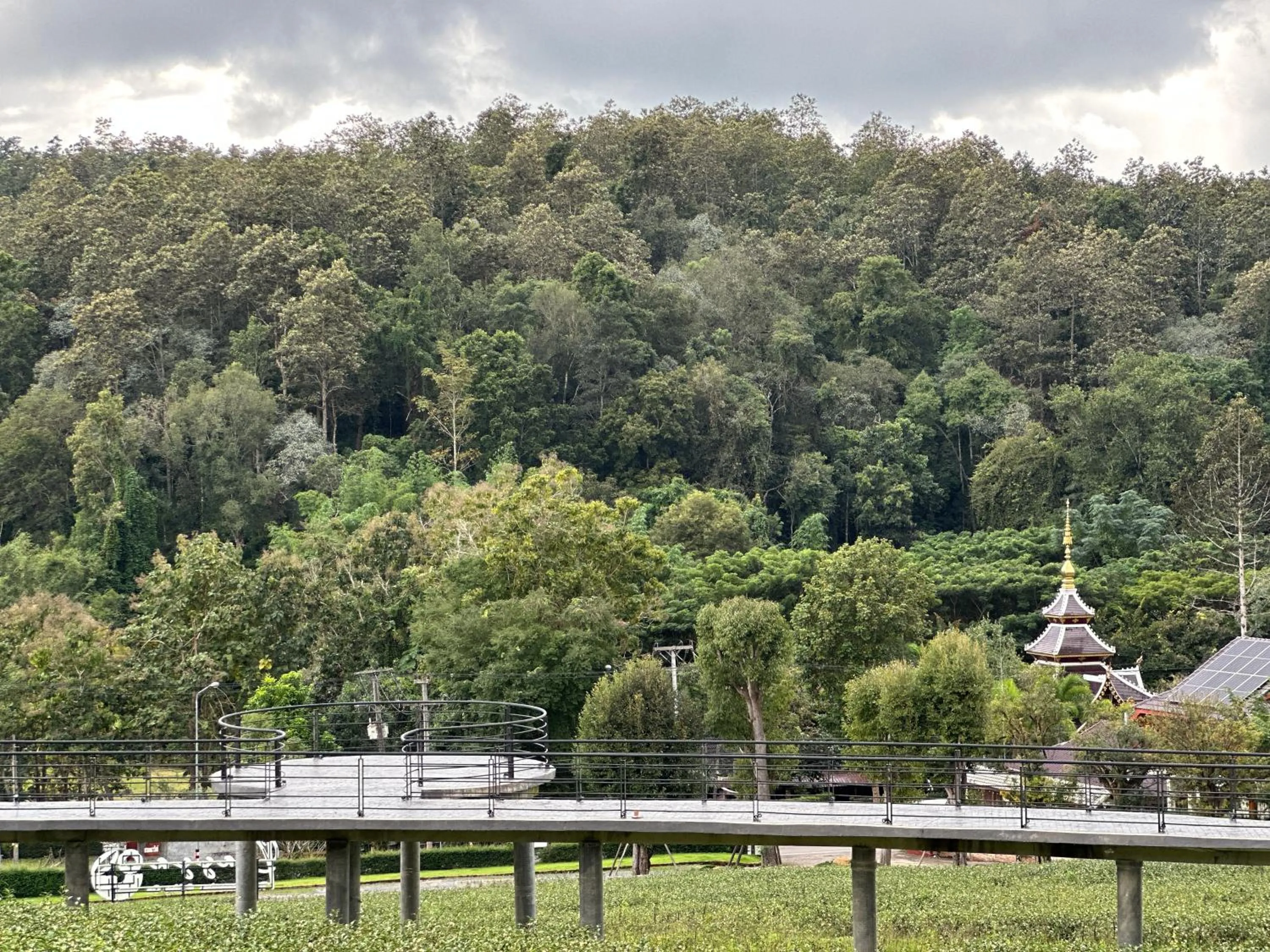 Spring in PASSA ผัสสะ Tea Plantation @Mae On