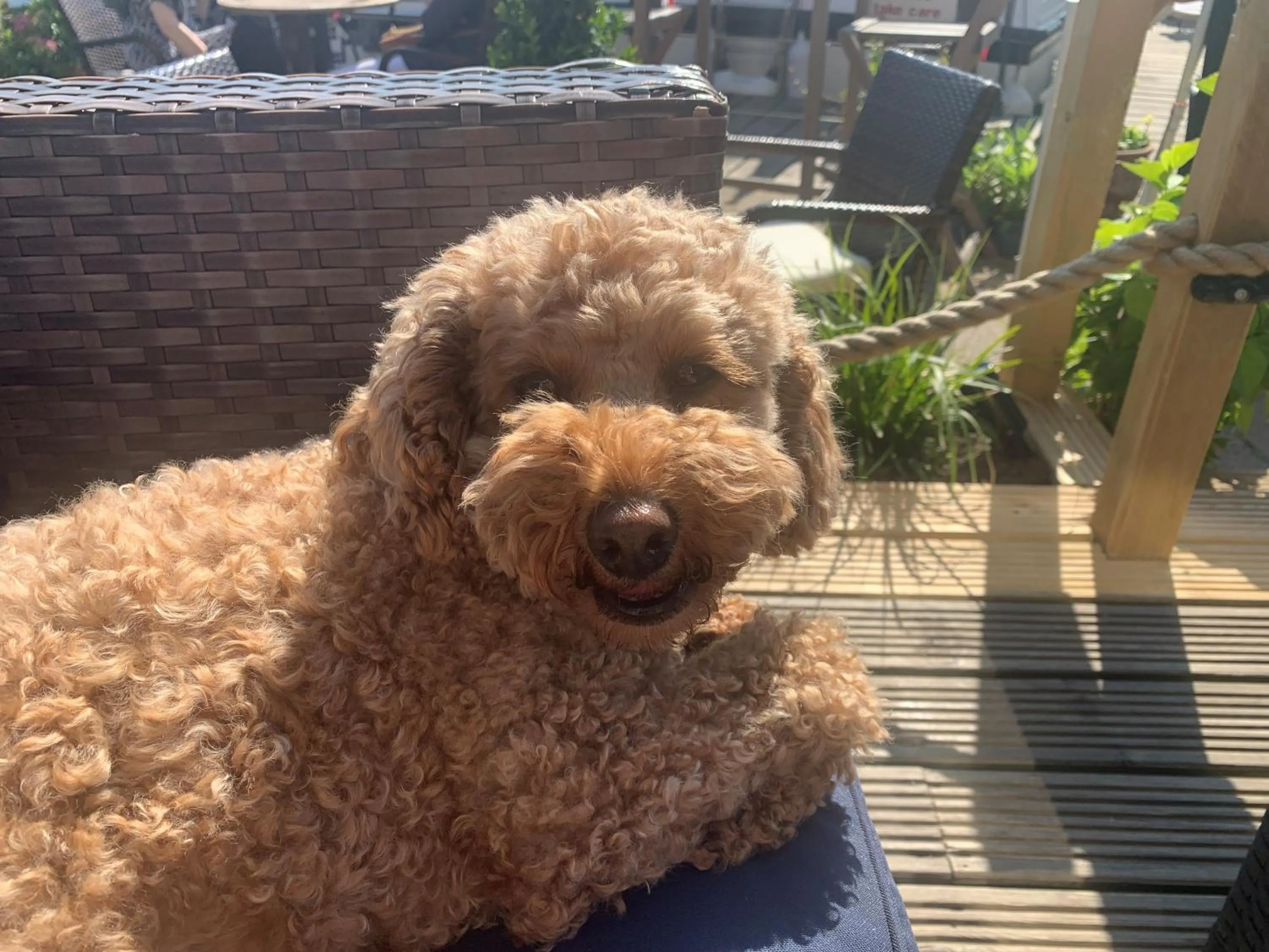 Pets in Hotel Wroxham