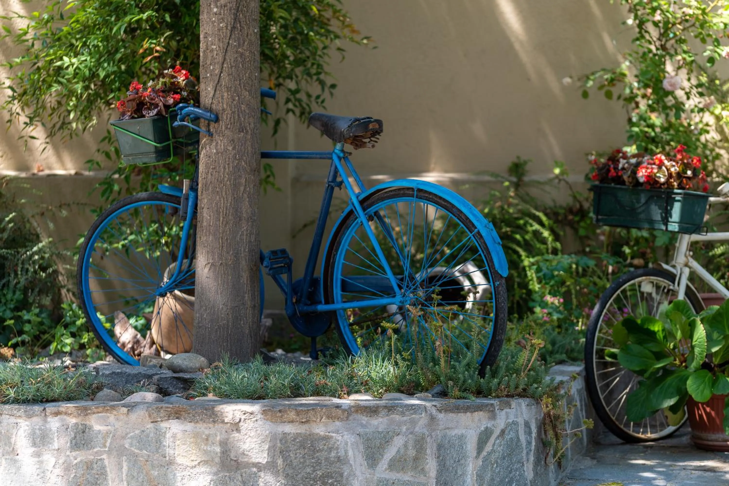 Garden in Villa Mery