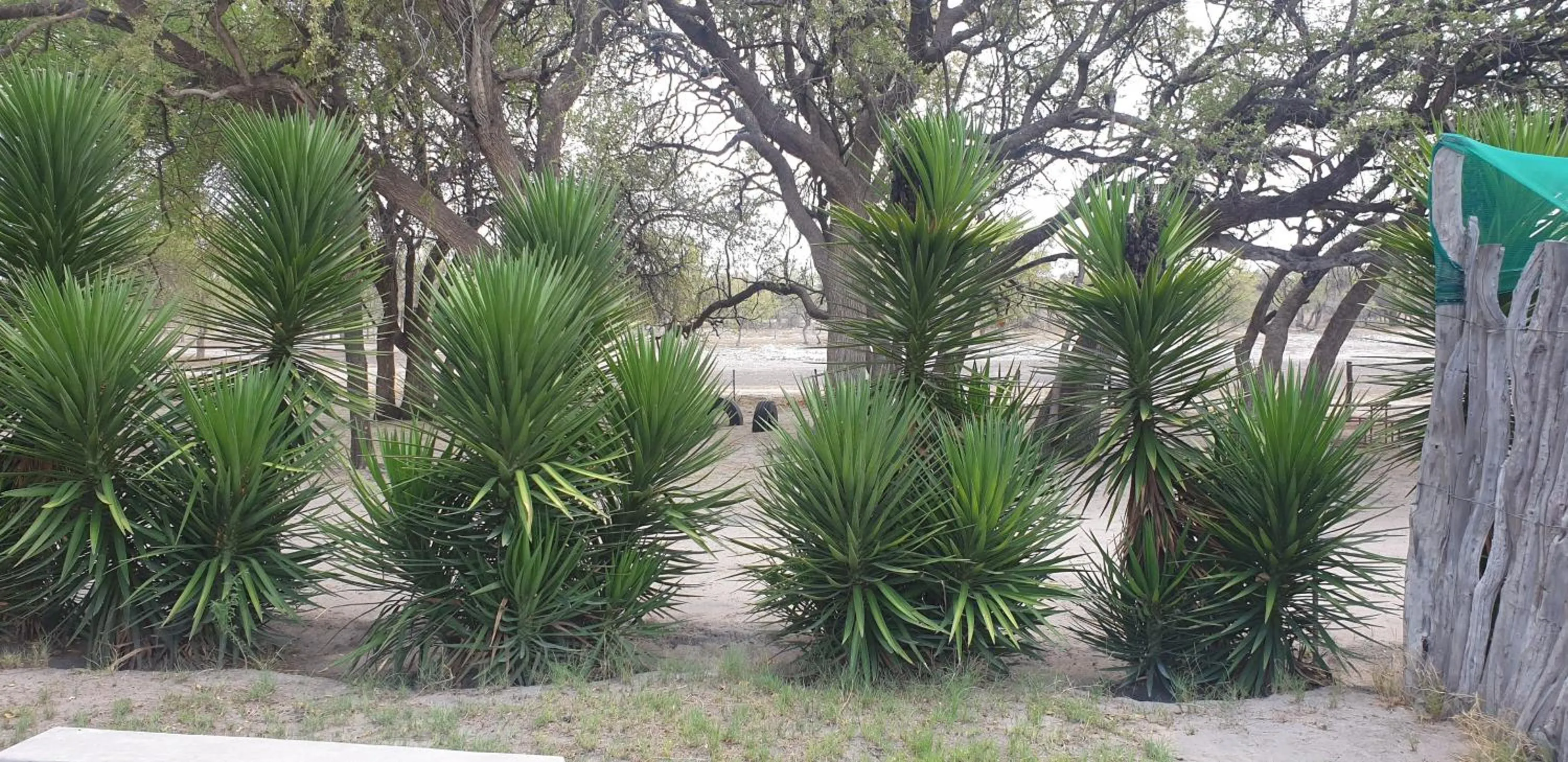 Garden view in Paradise Camp Game Lodge