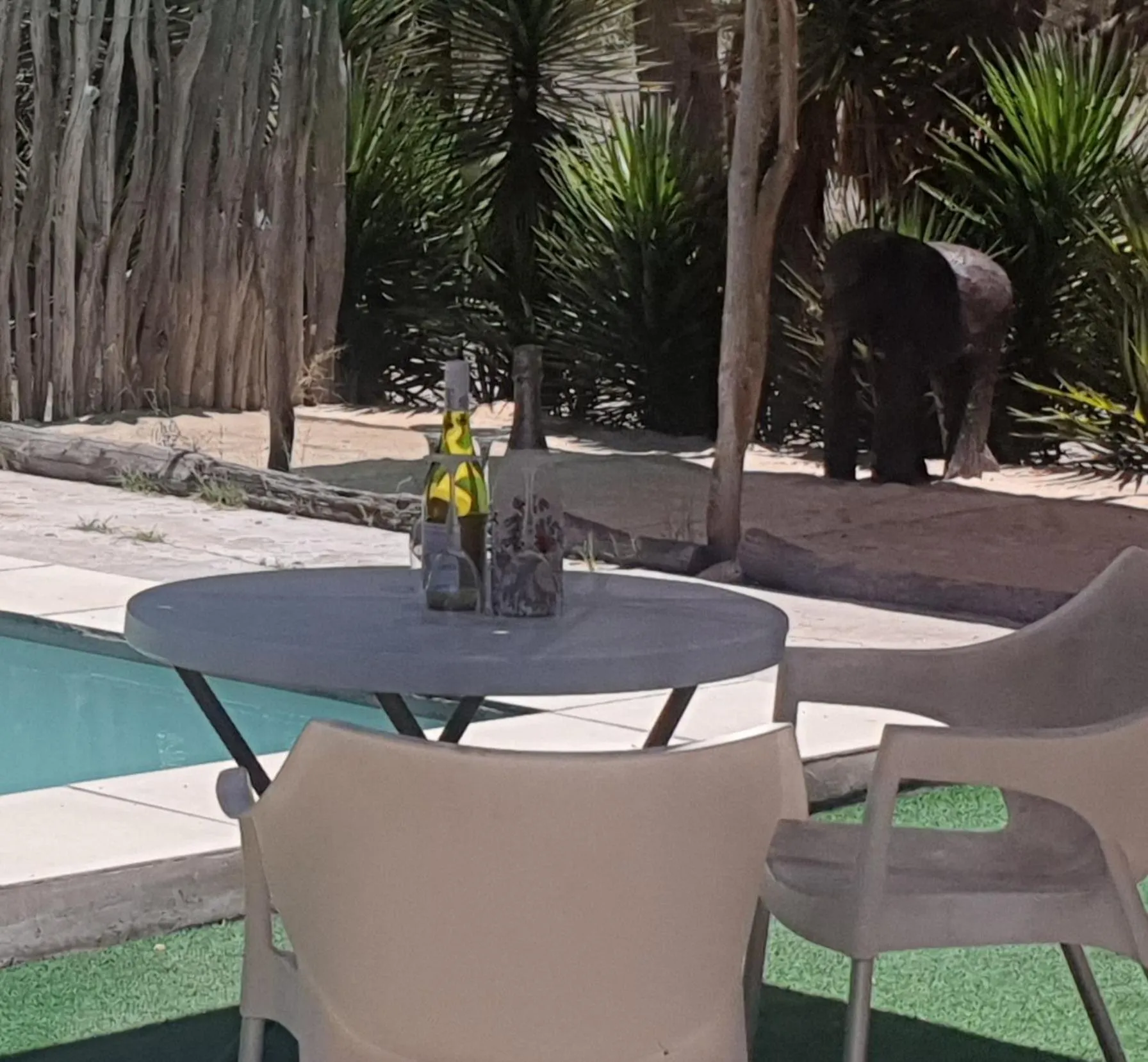 Swimming pool in Paradise Camp Game Lodge