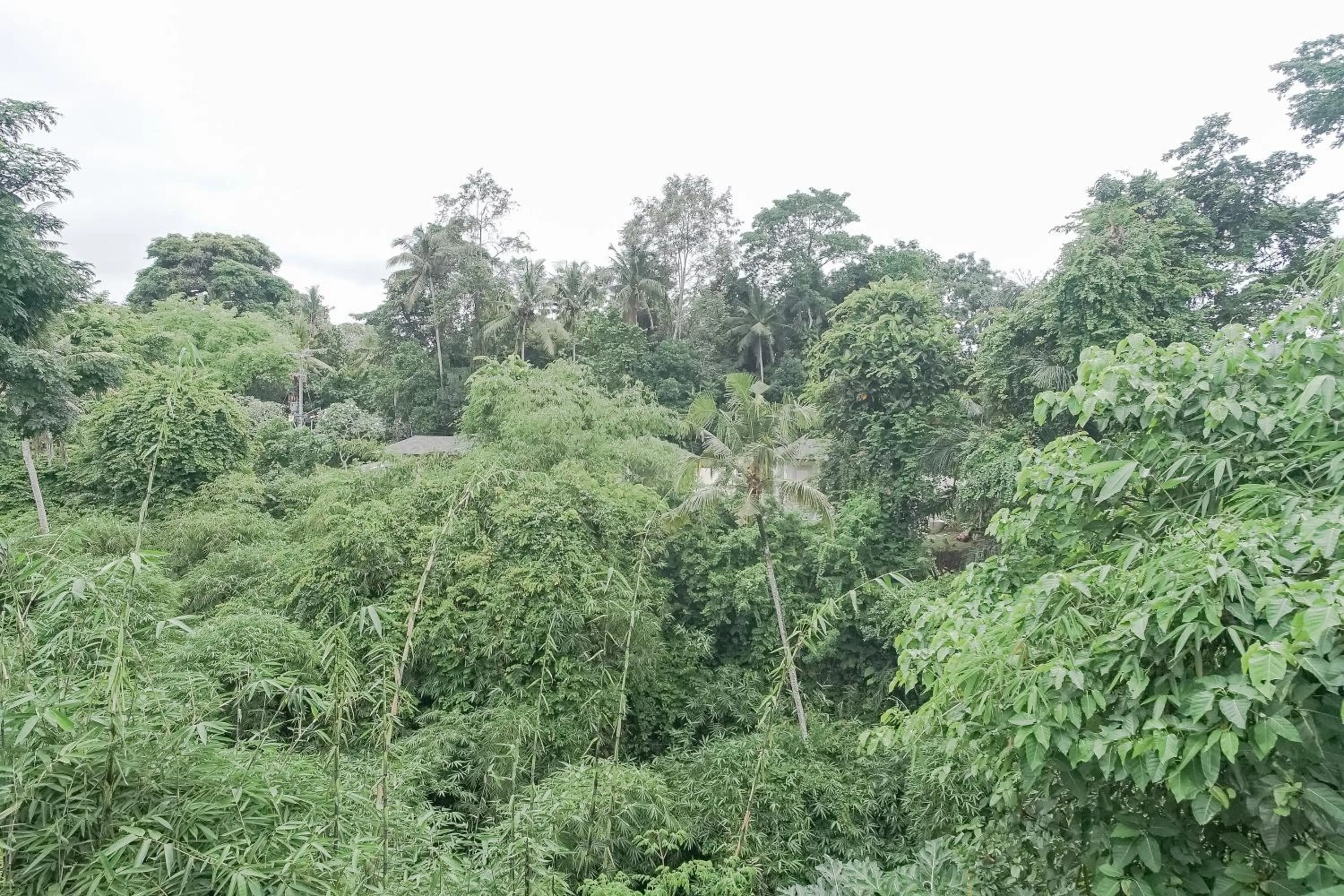 Natural landscape in Giri Krisna Guest House