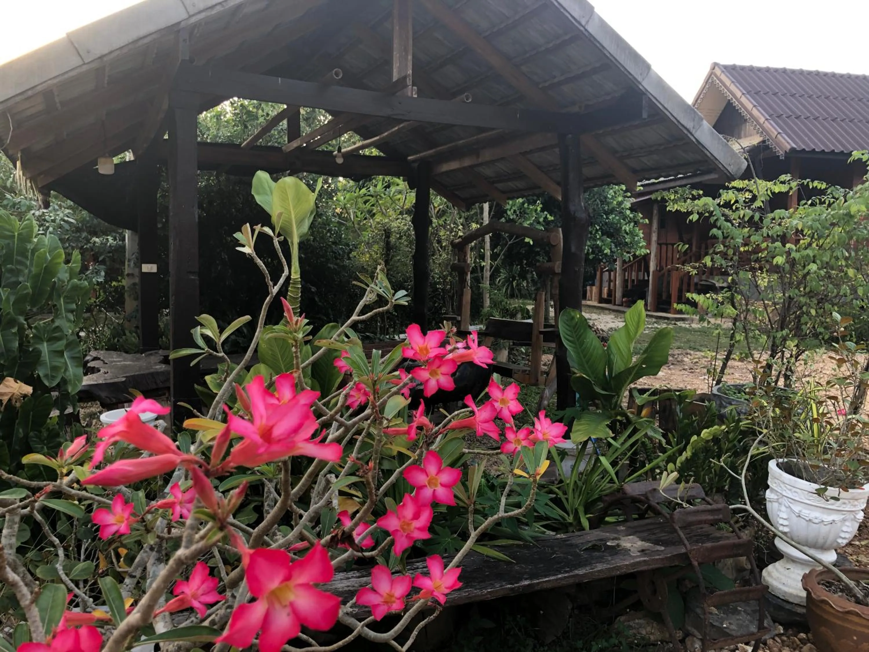 Garden in Lampang homestay2