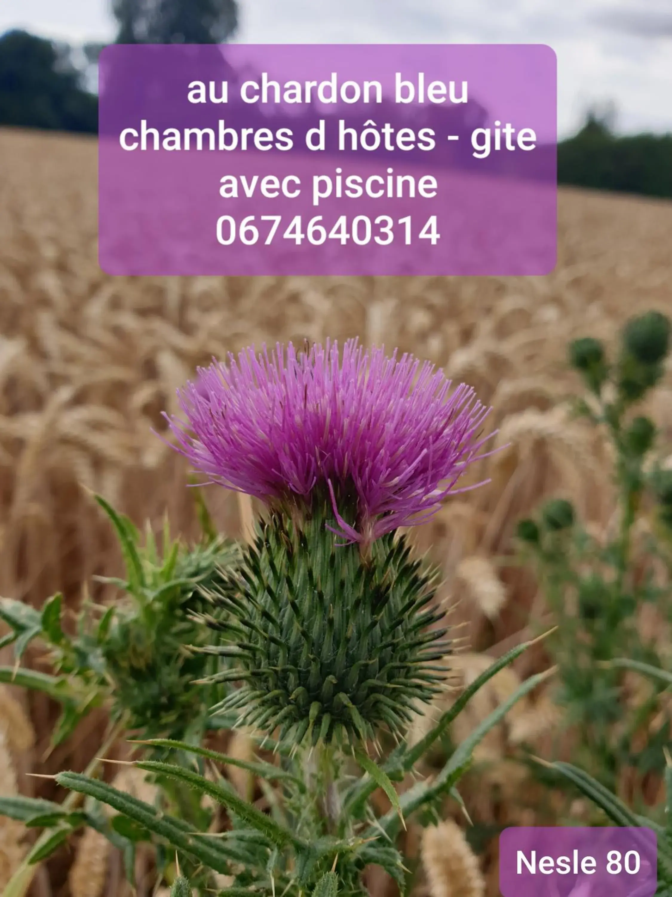 Au Chardon Bleu Au Chardon Bleu