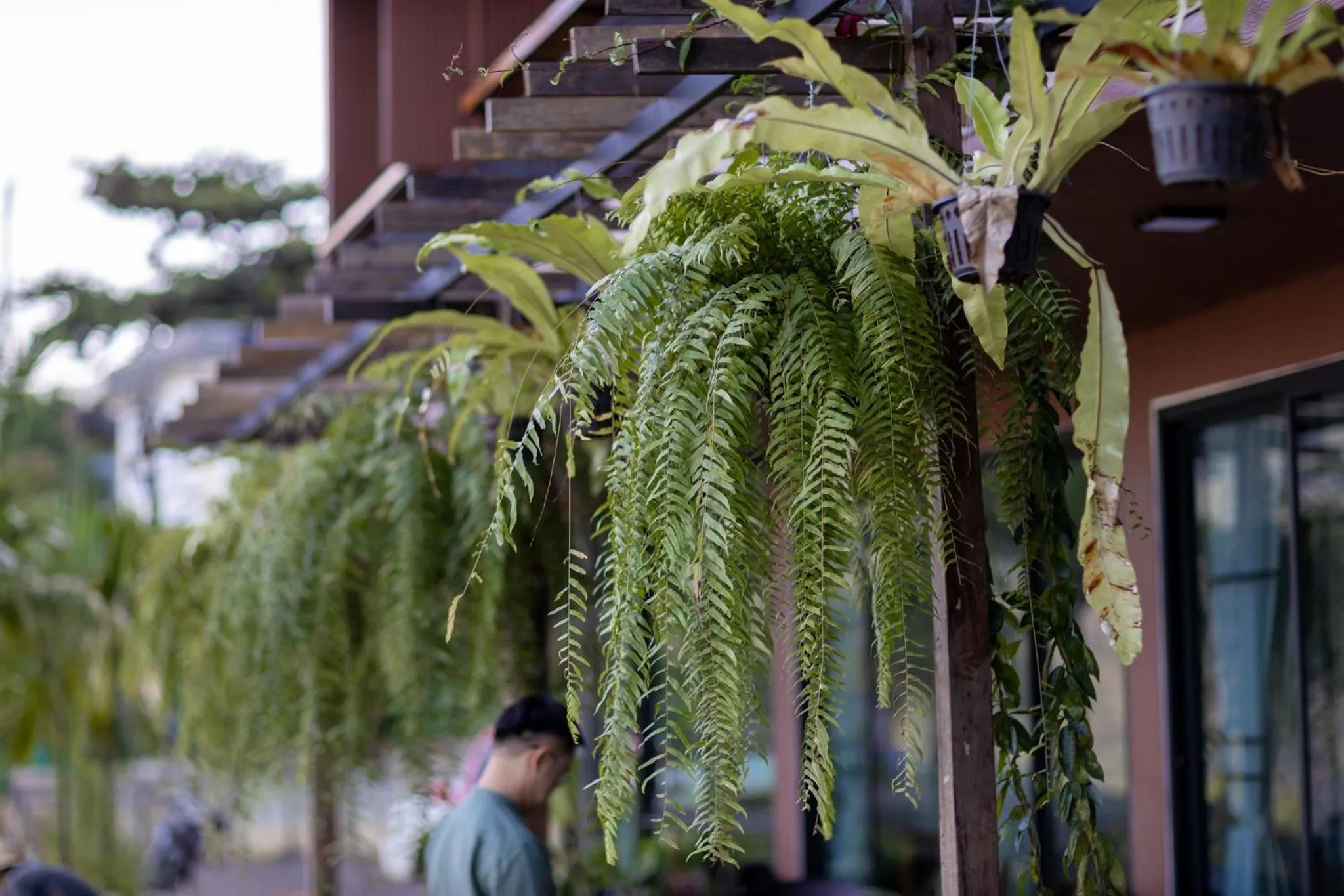 Garden view in Oasis Phamee
