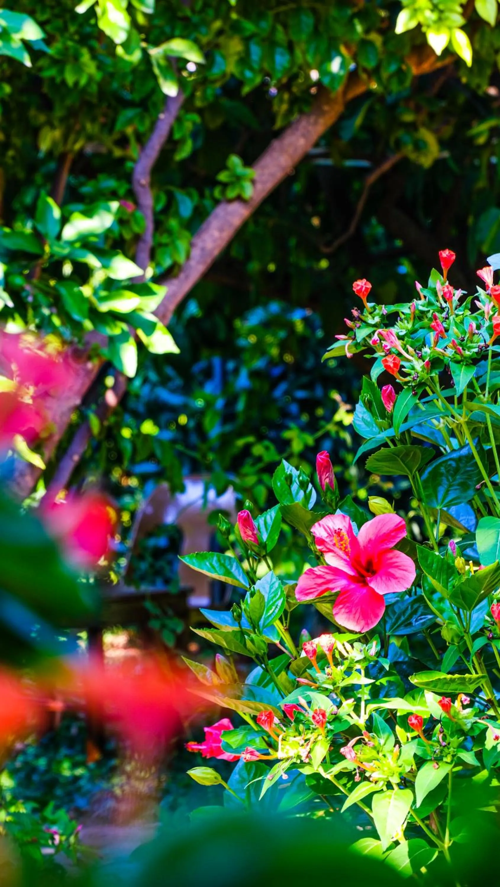 Garden in Lemon Garden Lodge