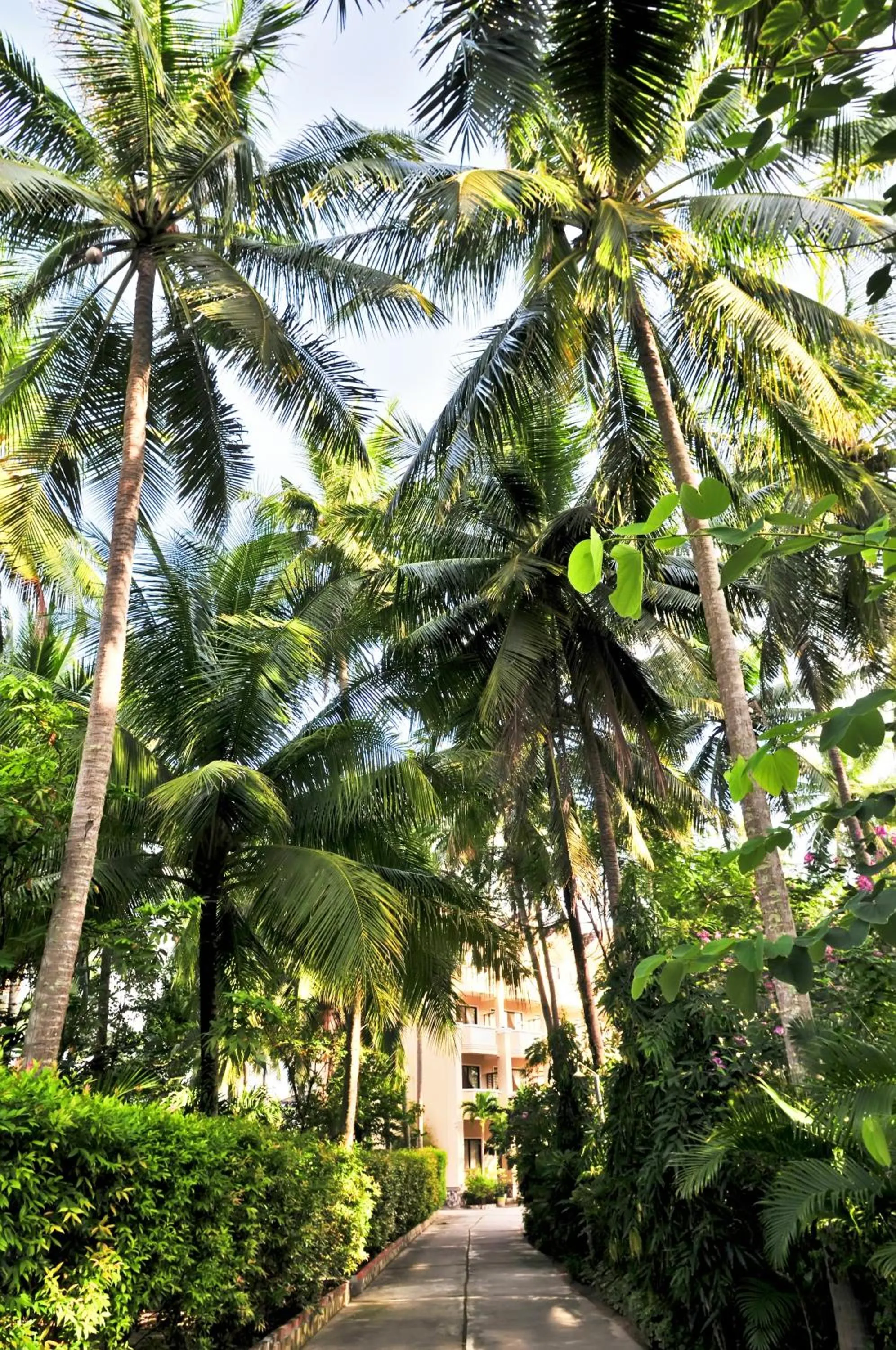 Garden in Sea Star Resort