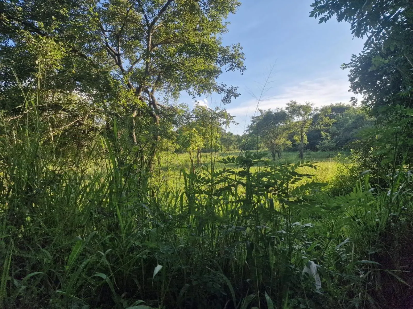 Natural landscape in Sigiriya Cottage
