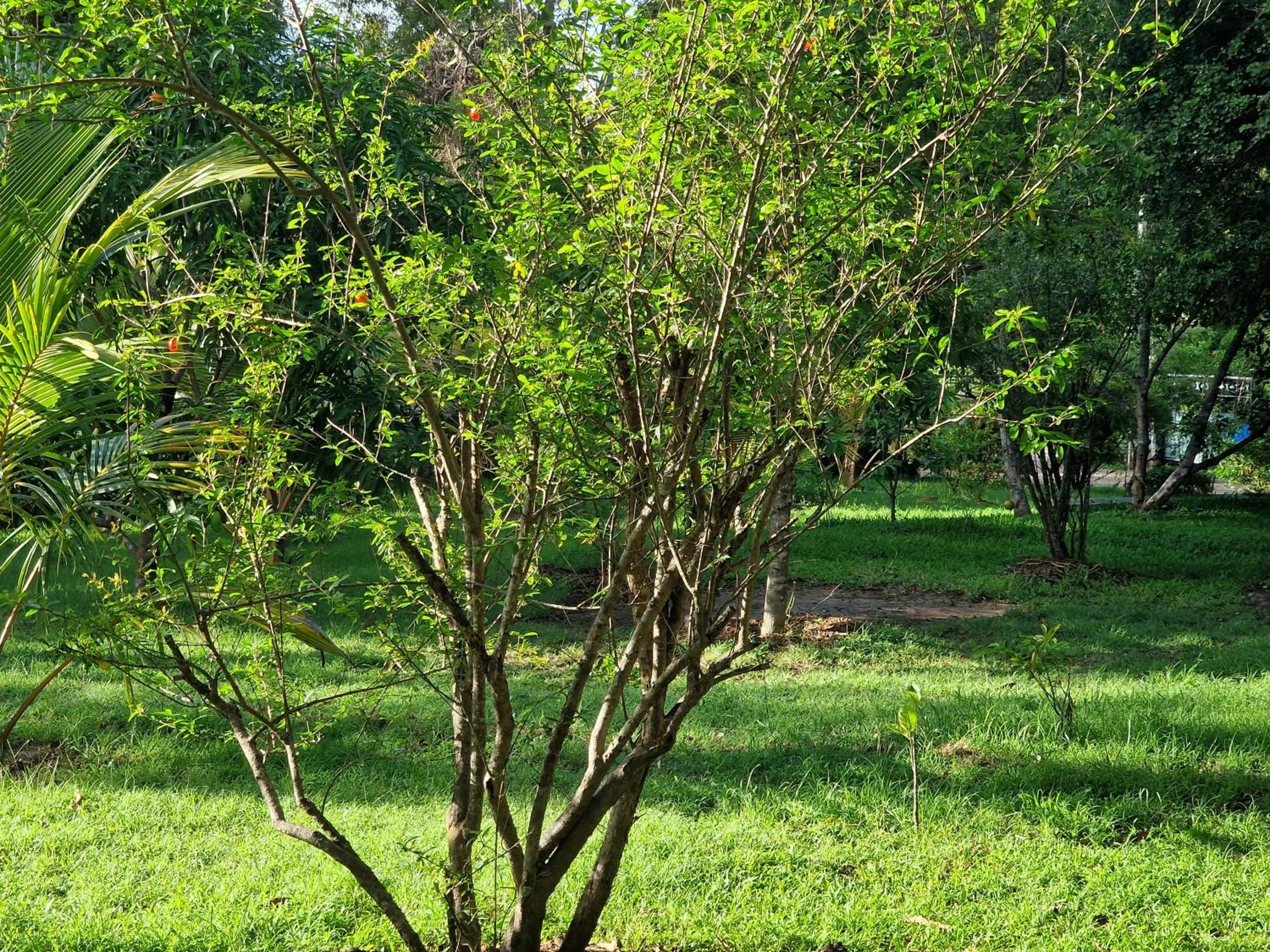 Garden view in Sigiriya Cottage