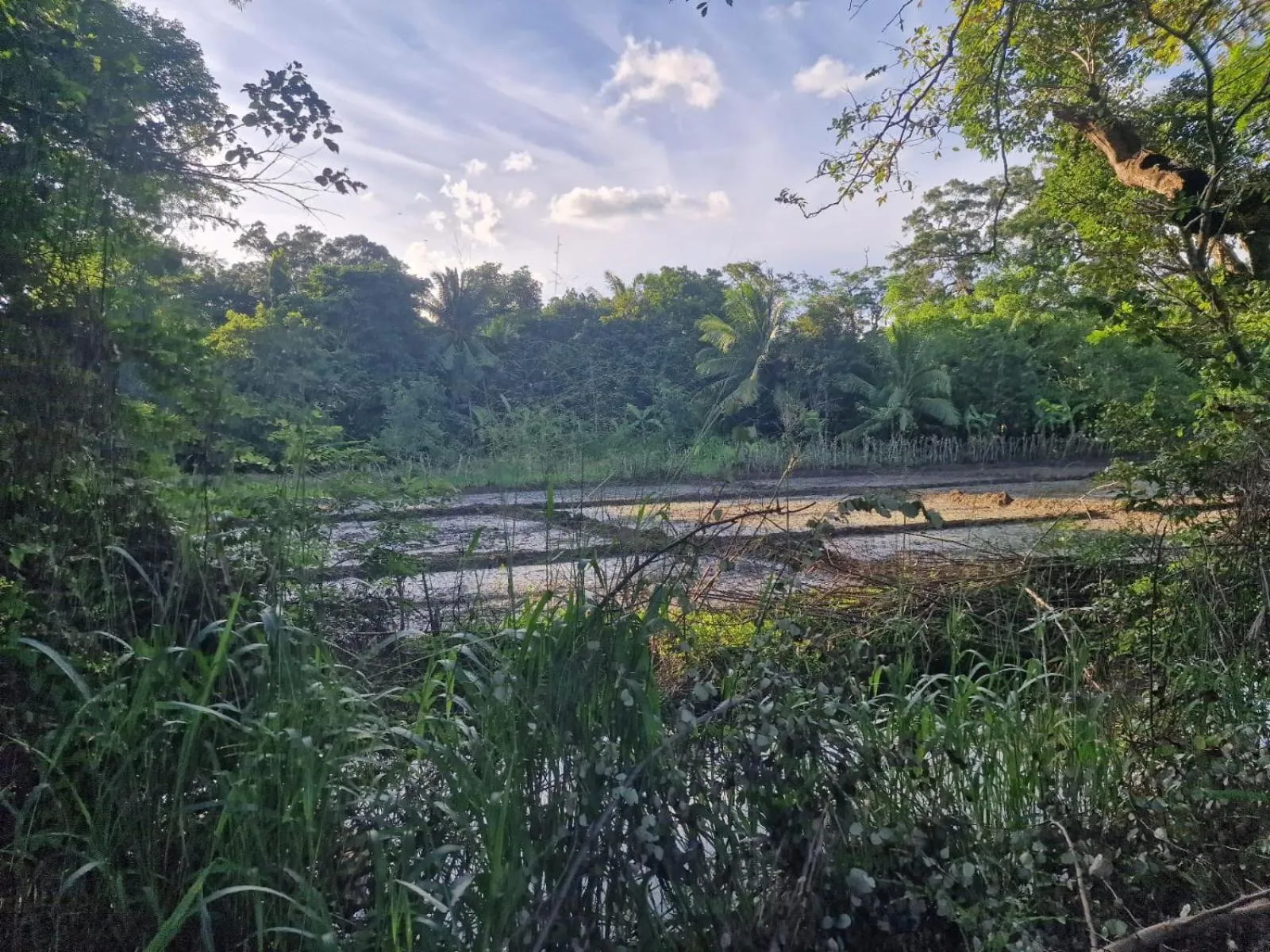 Natural landscape in Sigiriya Cottage