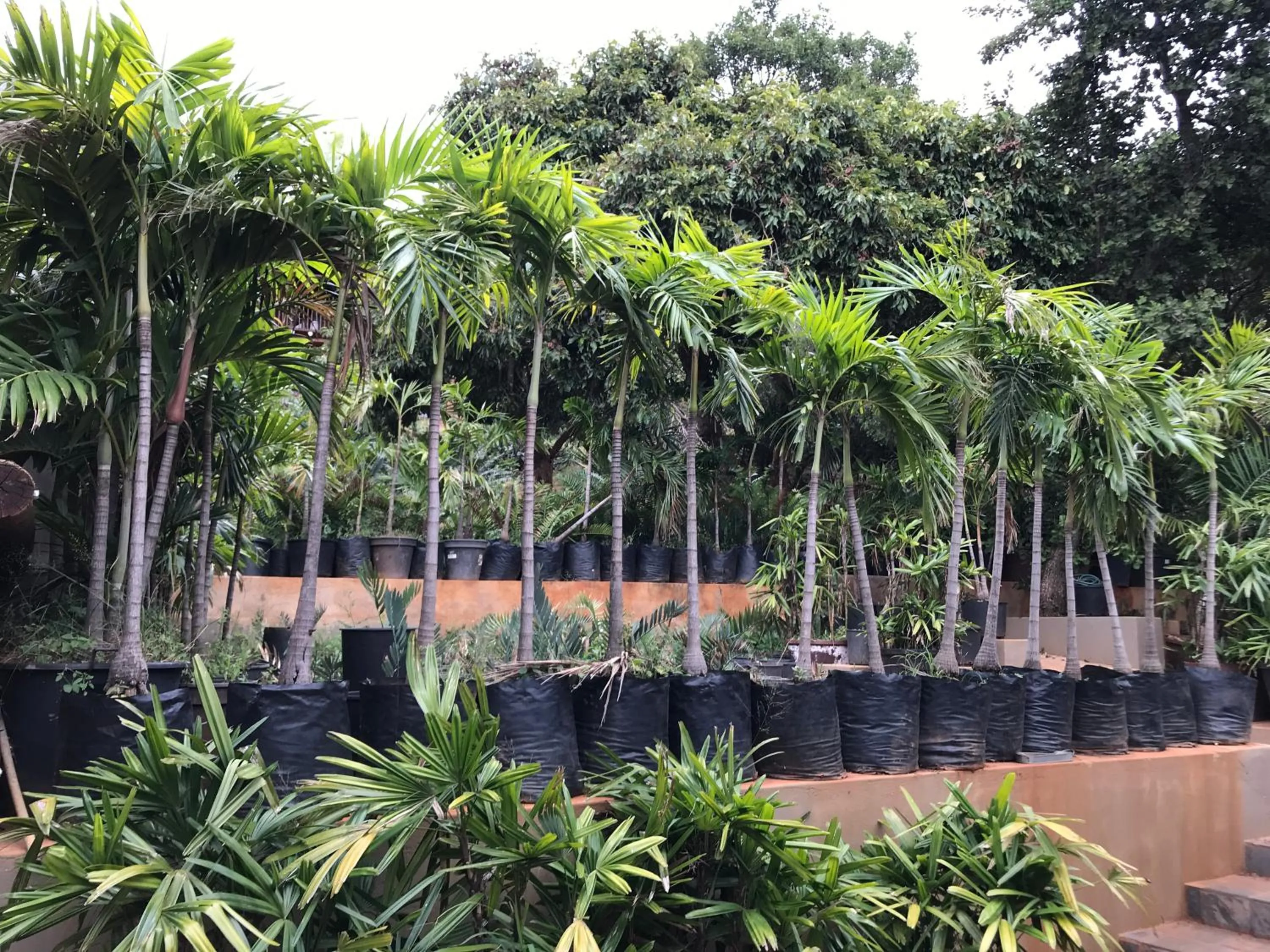 Garden in Amafu Forest Lodge