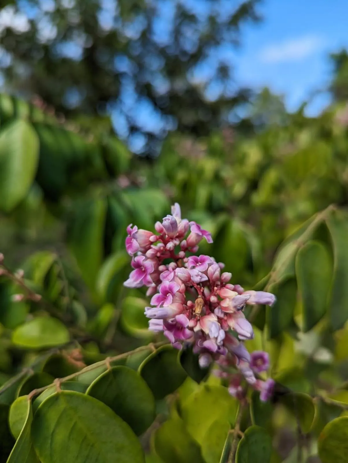 Garden in The River Retreat Koh Mak