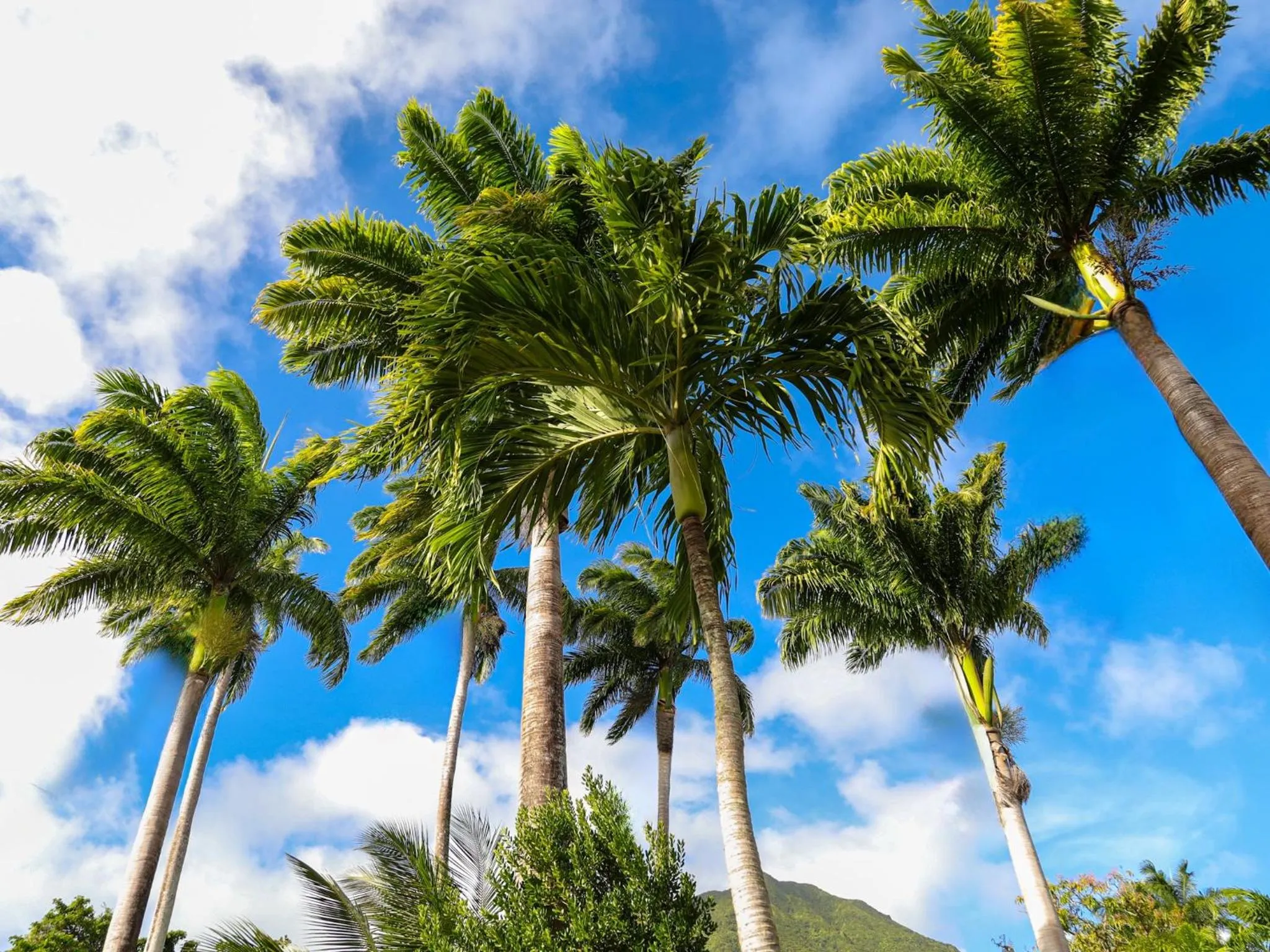 Natural landscape in Hermitage Nevis
