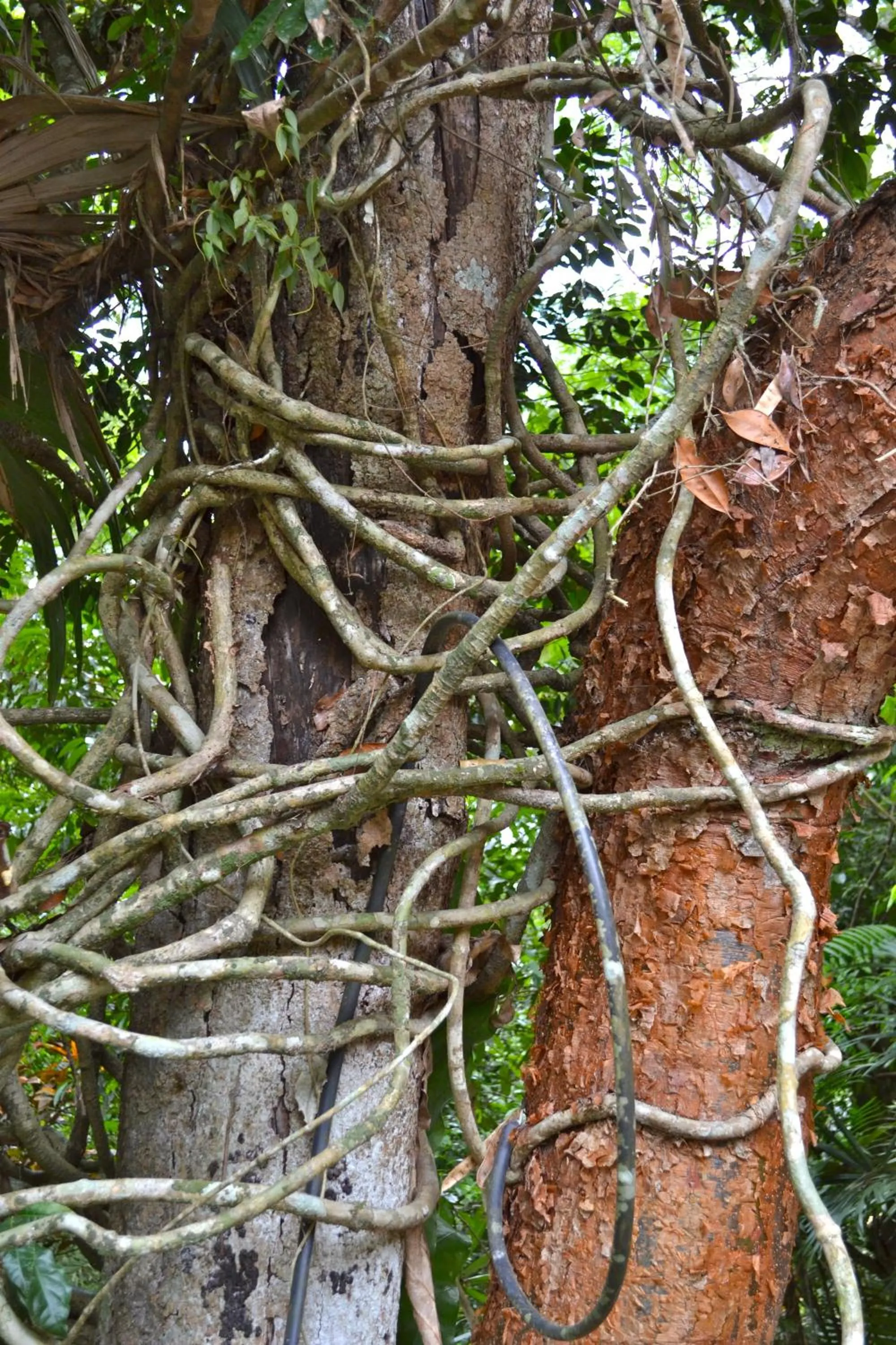 Day in Hotel Jungle Lodge Tikal