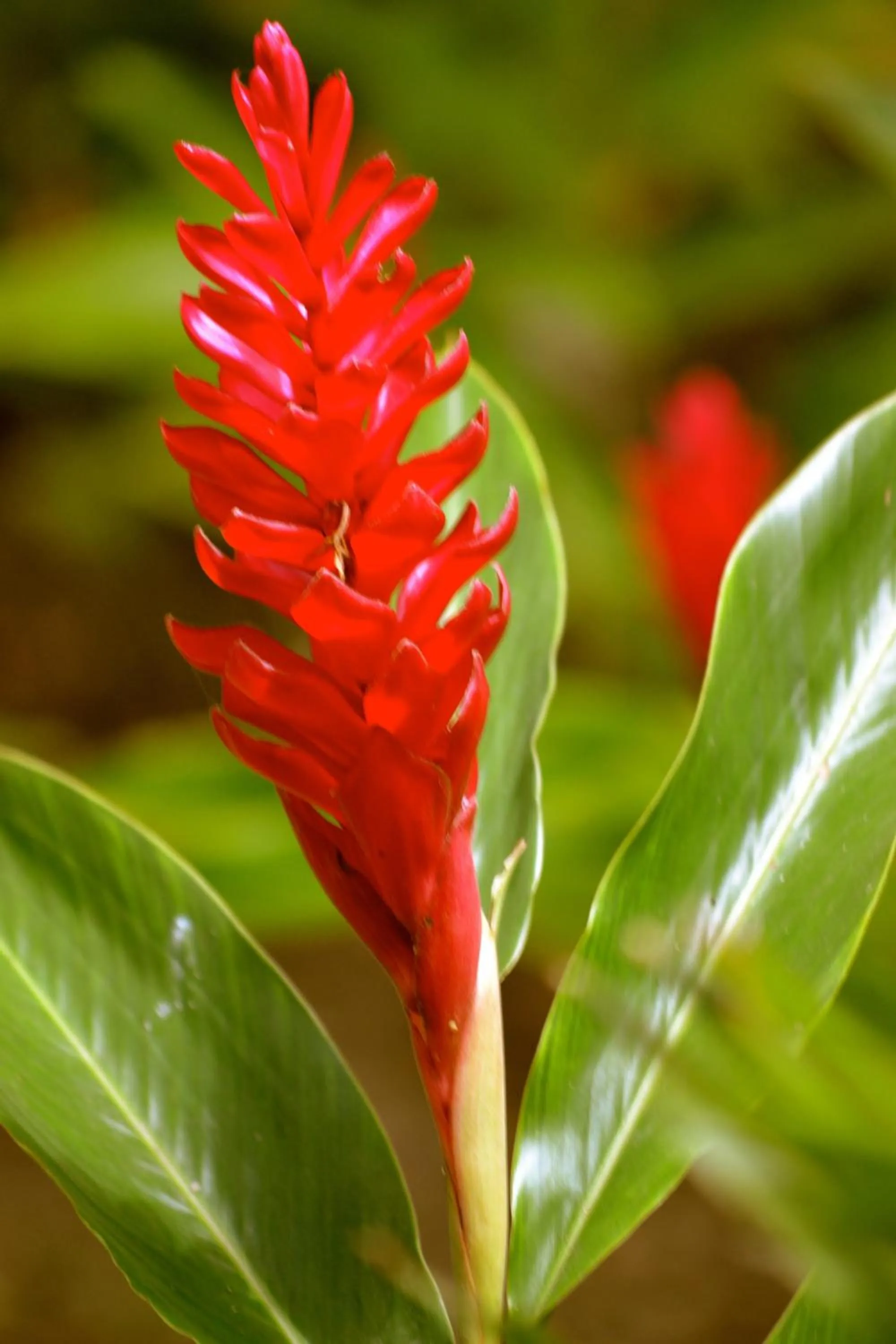 Other in Hotel Jungle Lodge Tikal