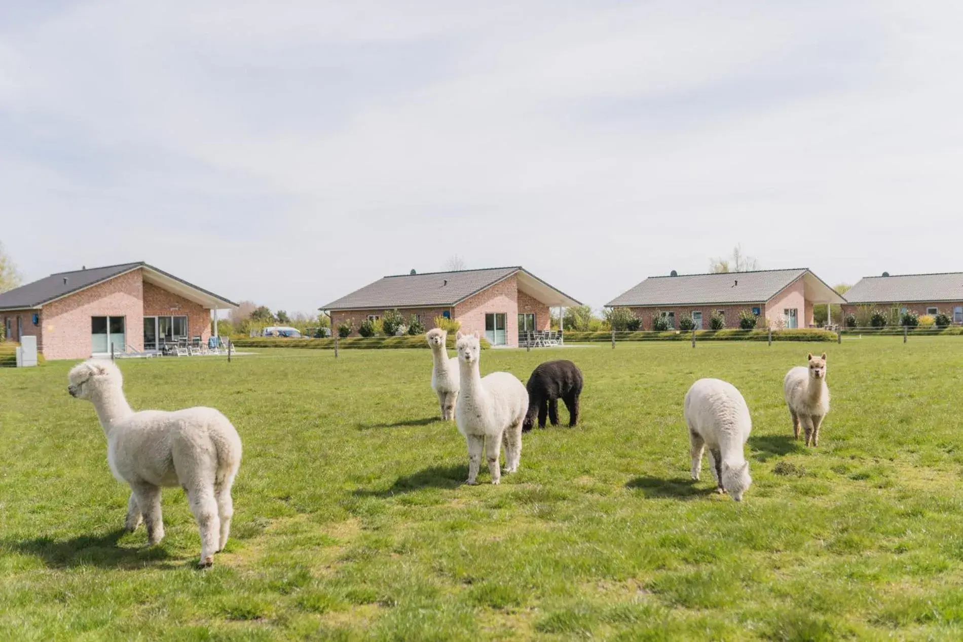Büdlfarm - Der Familien-Erlebnishof in Strandnähe Büdlfarm - Der Familien-Erlebnishof in Strandnähe