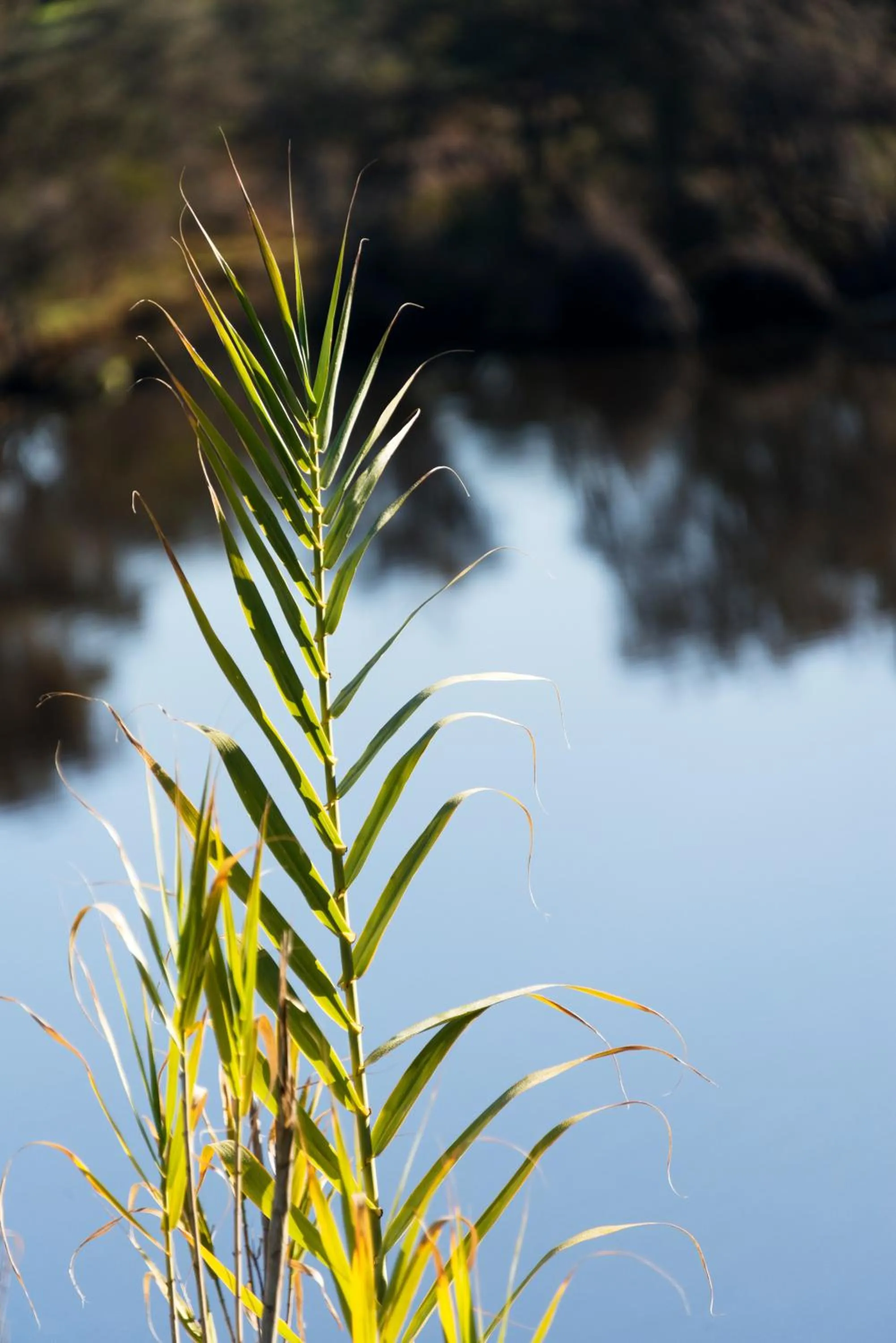 Day in Swan River Hotel