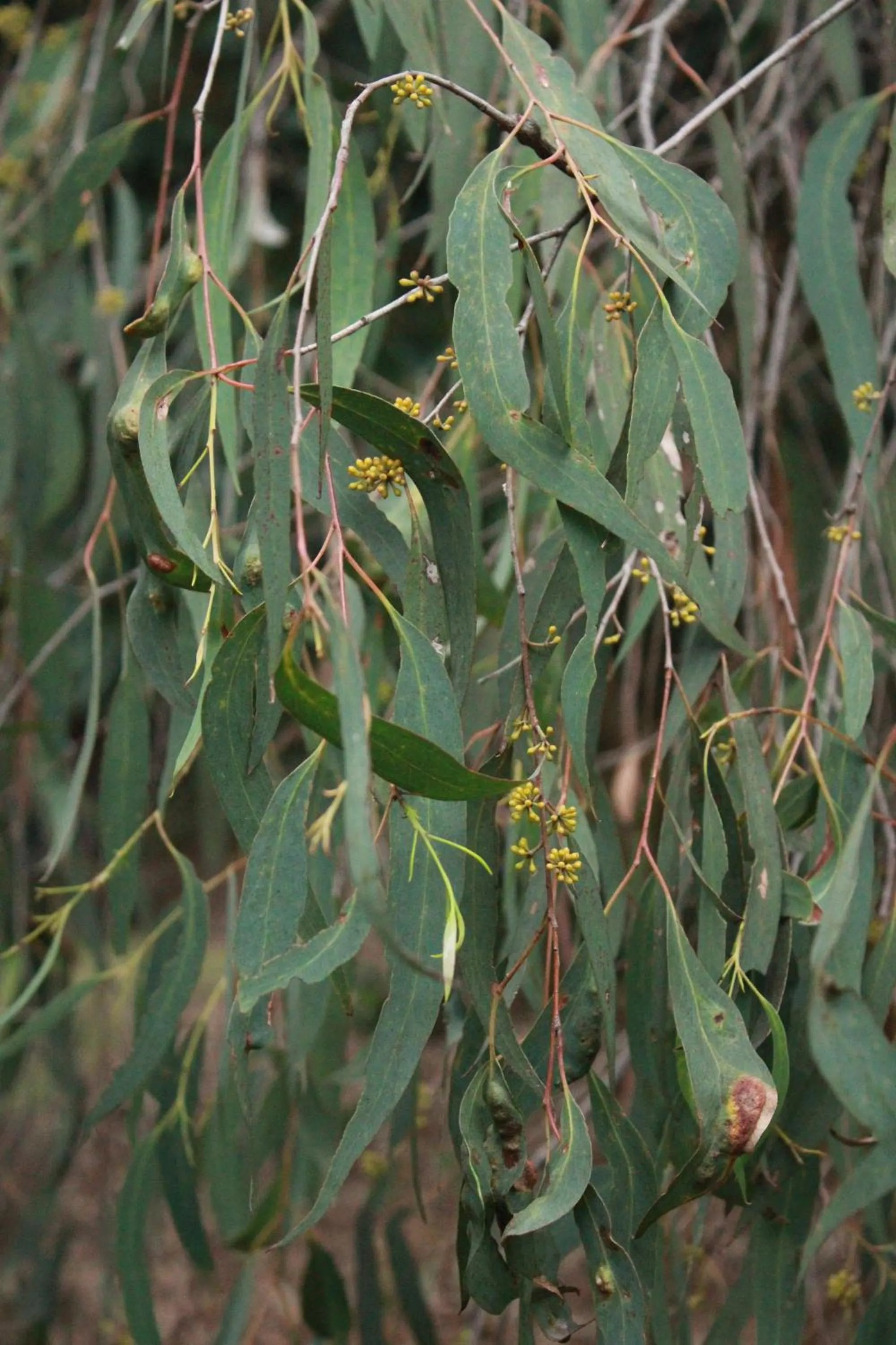 Garden view in Prom Country Lodge