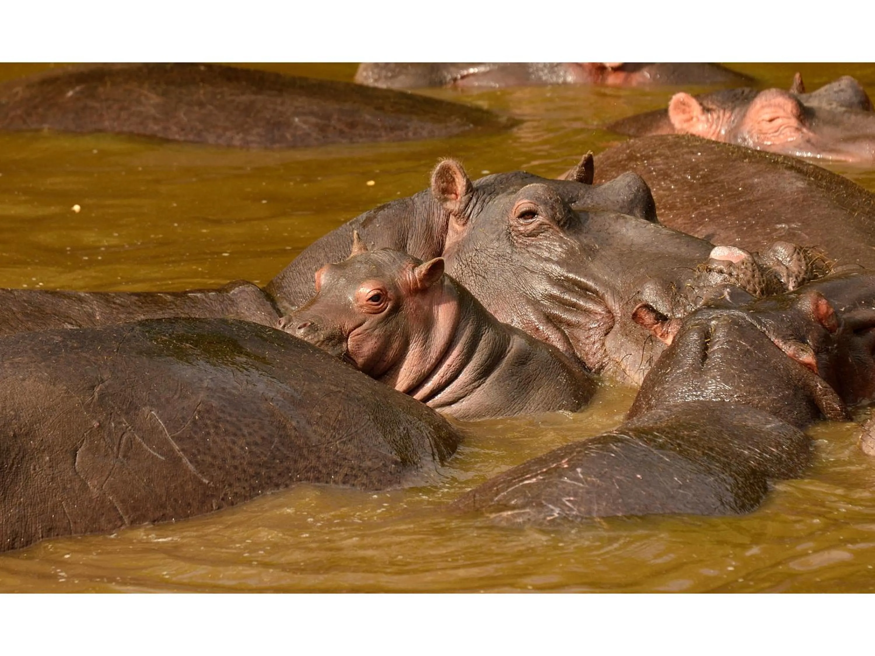 Animals in Ikoma Bush Camp