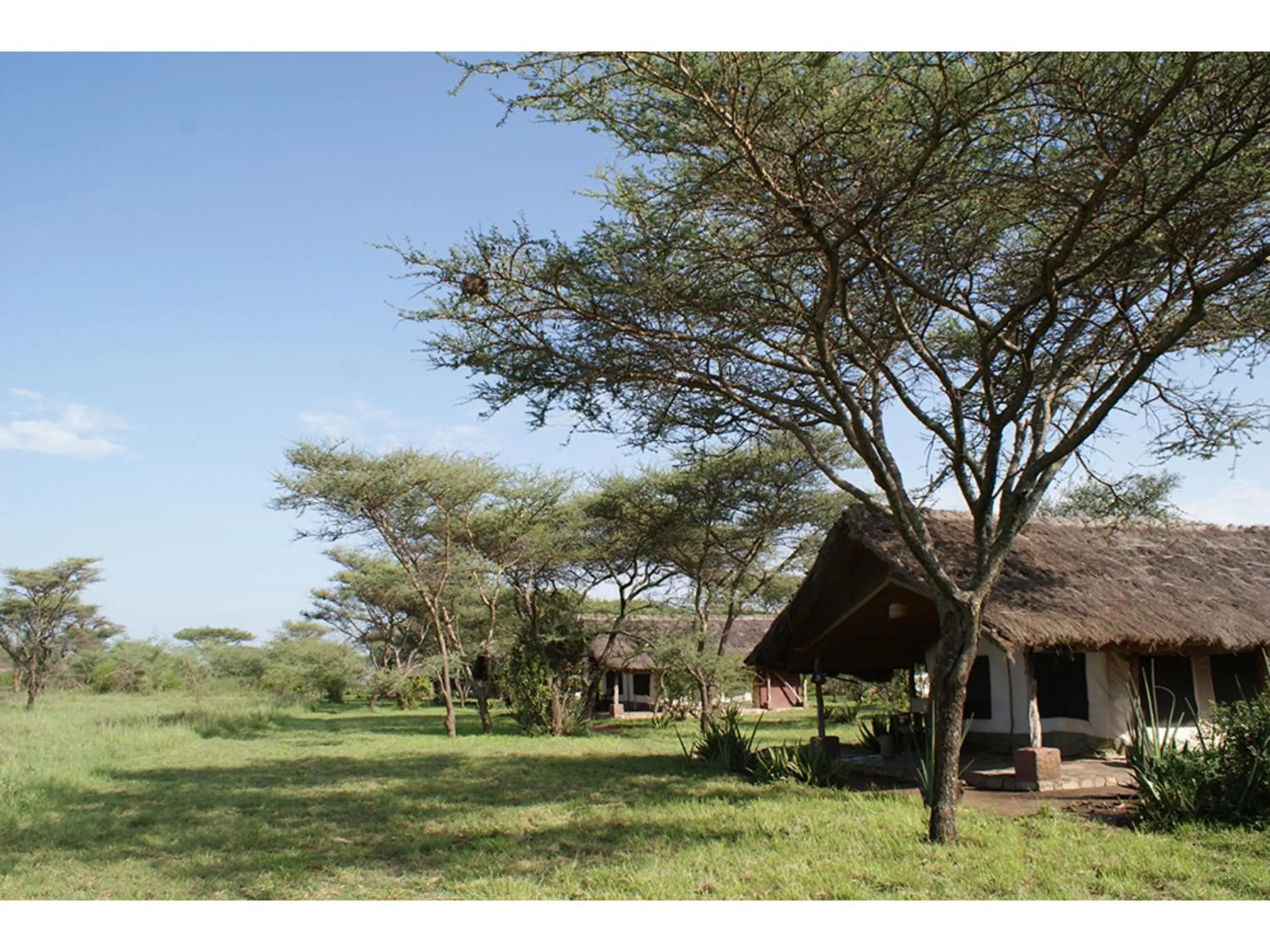 Day in Ikoma Bush Camp