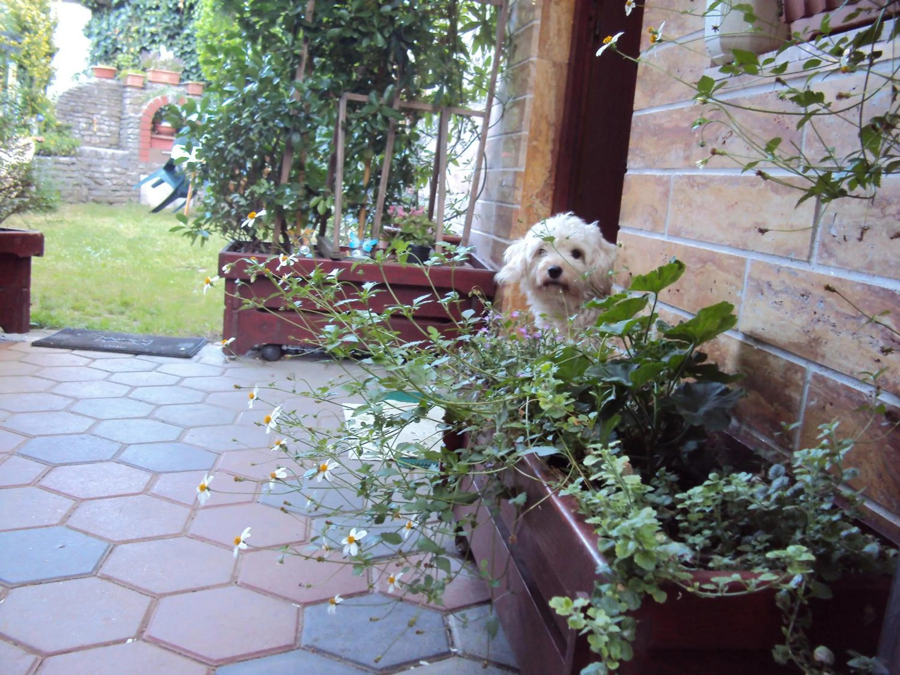 Pets in Apartment Maruška