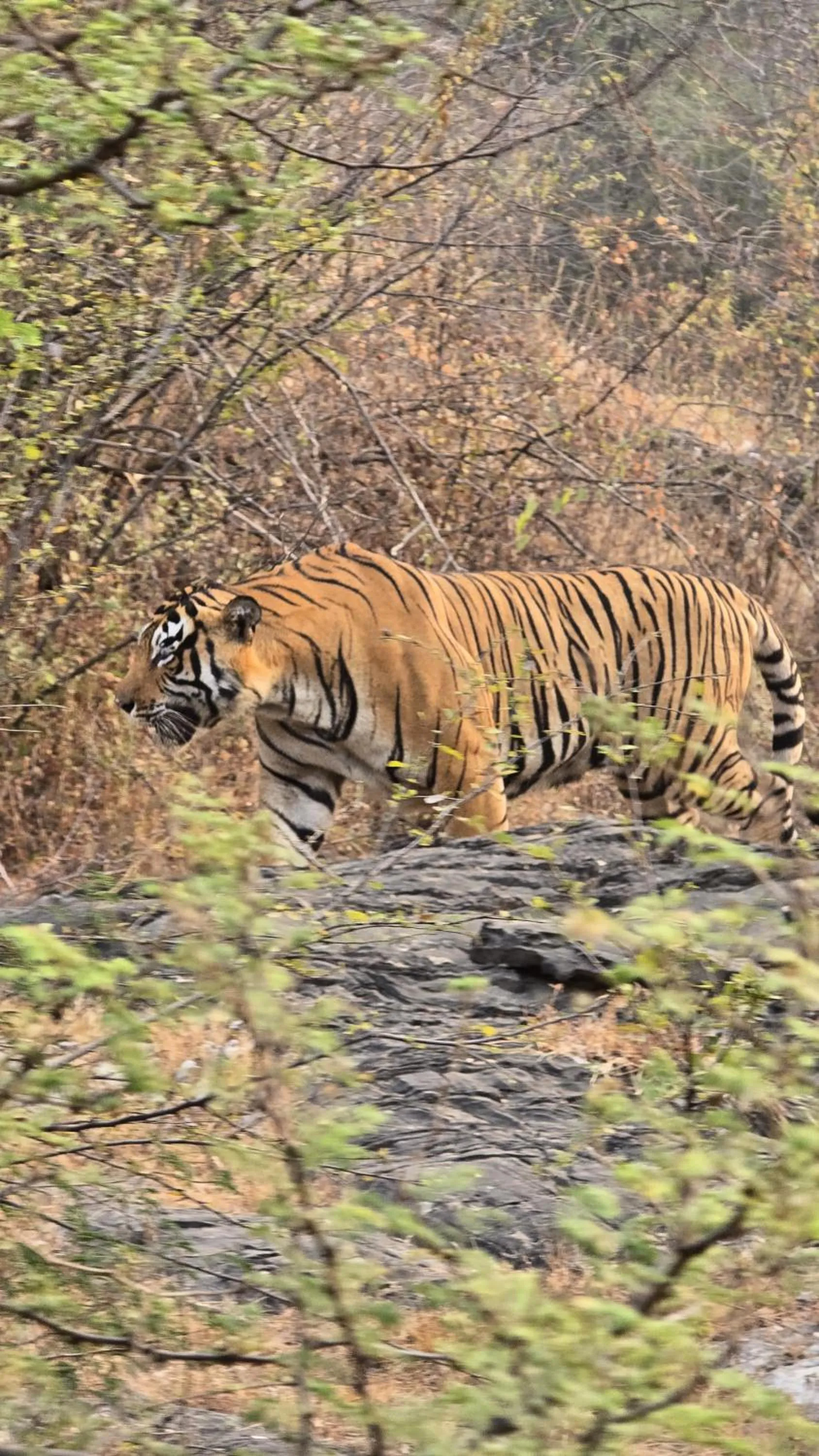 Activities in The Vanashv