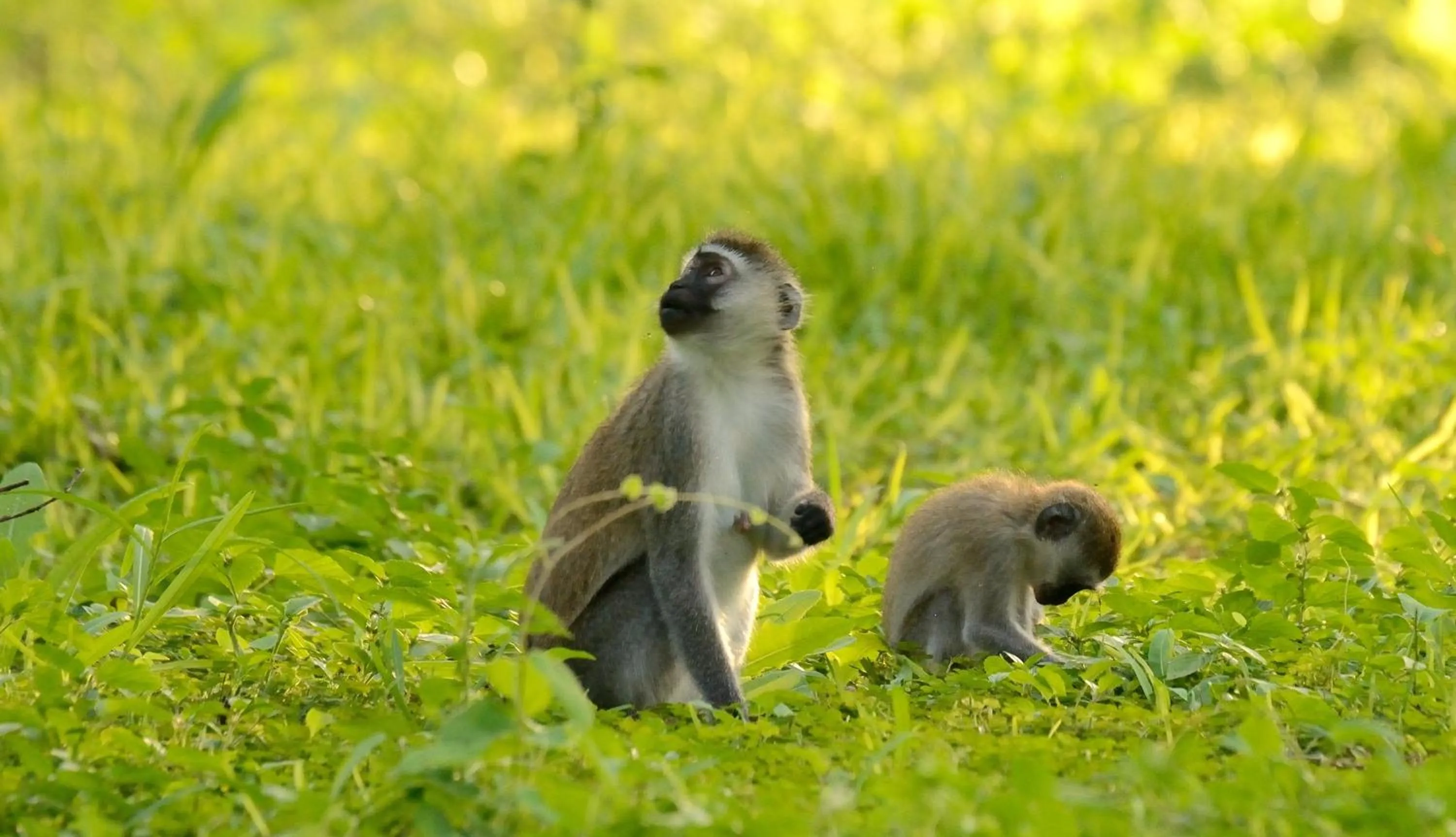 Day in Migunga Tented Camp