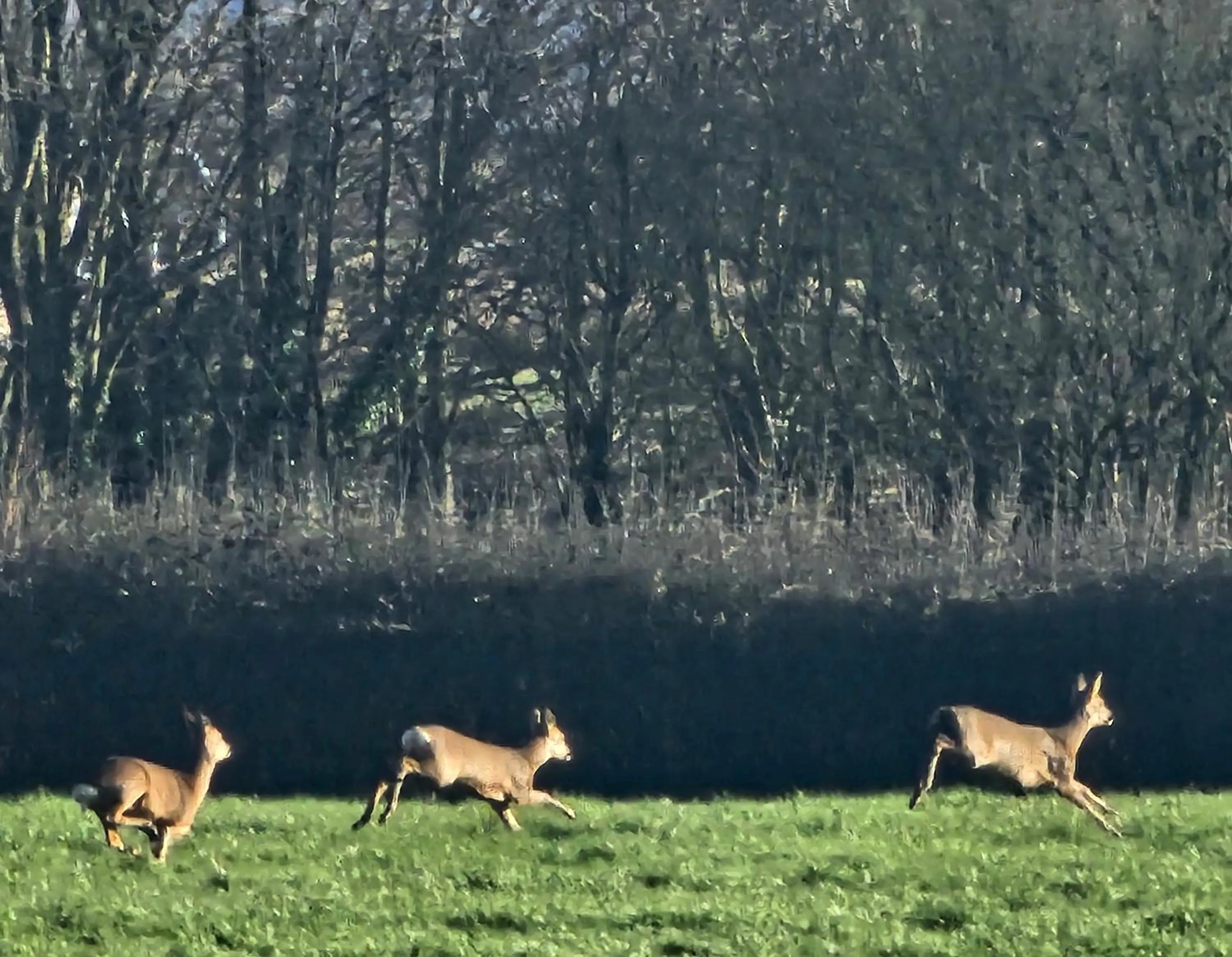 Spring in Schoolhouse Restaurant and Hotel