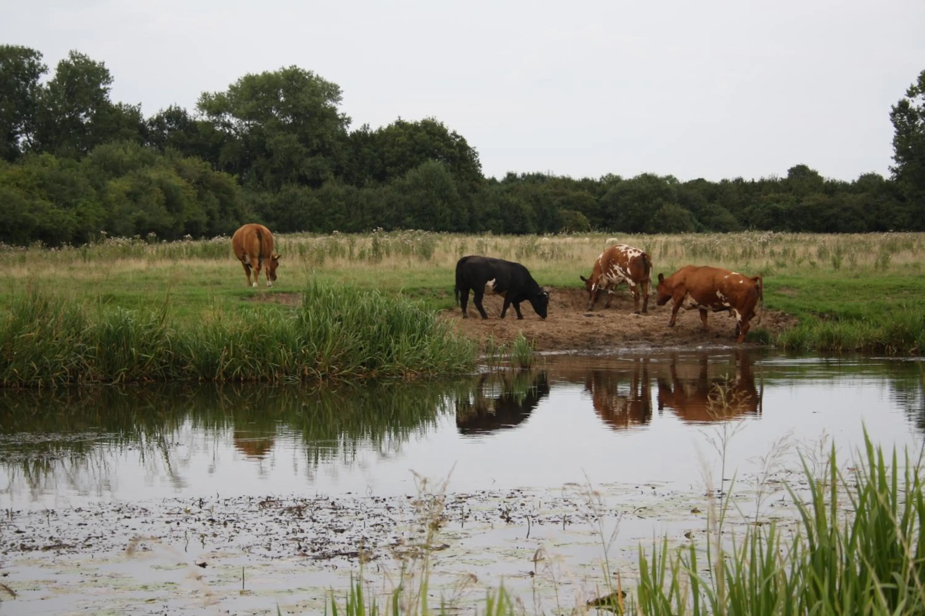 Food and drinks in Motel Koolen