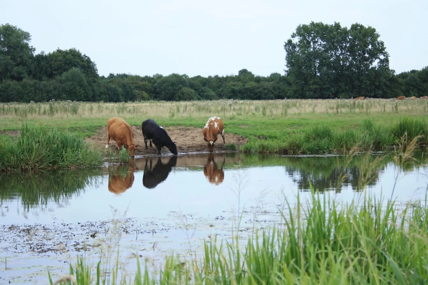 Animals in Motel Koolen