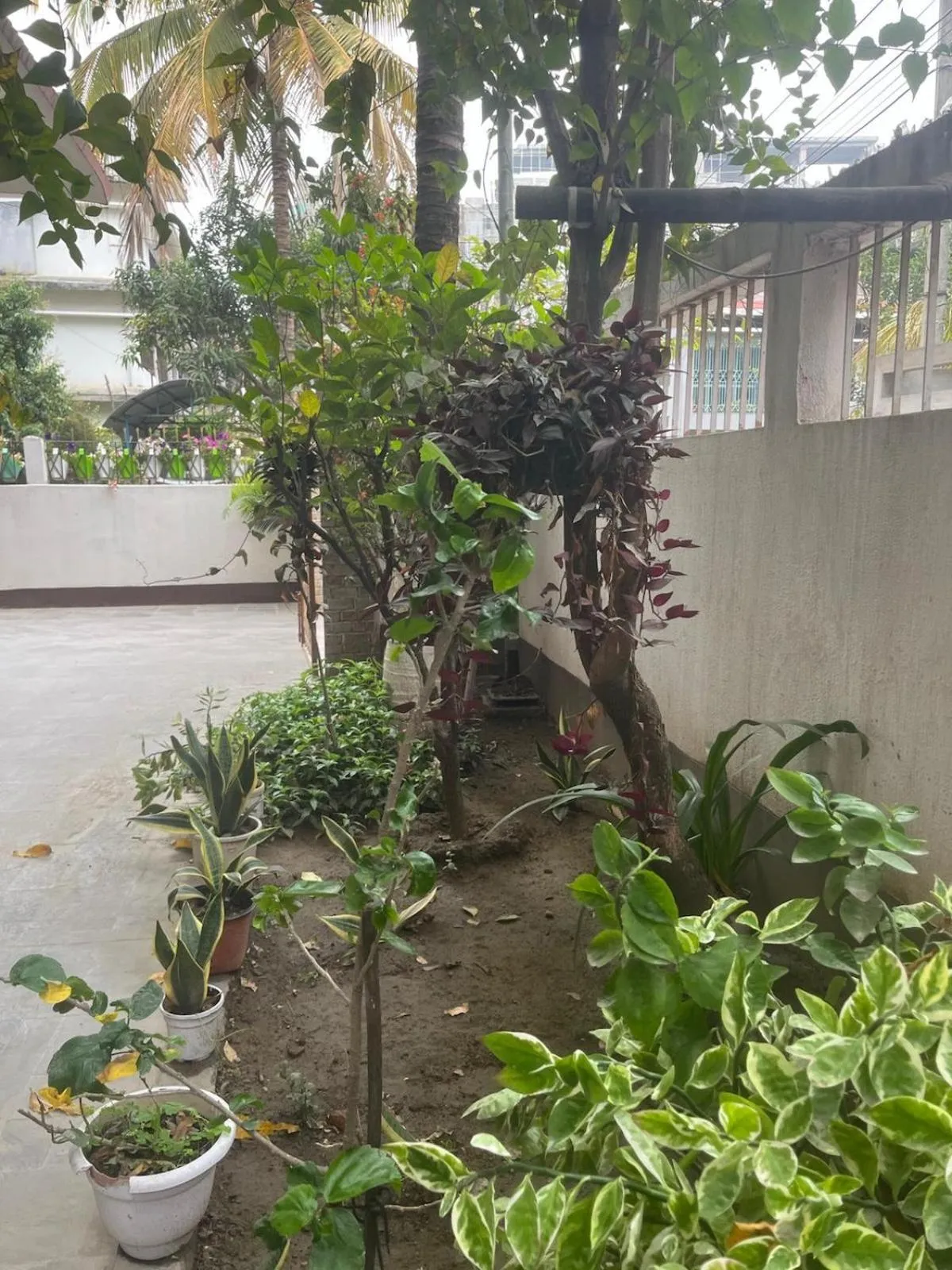 Garden in Amazing Homestay
